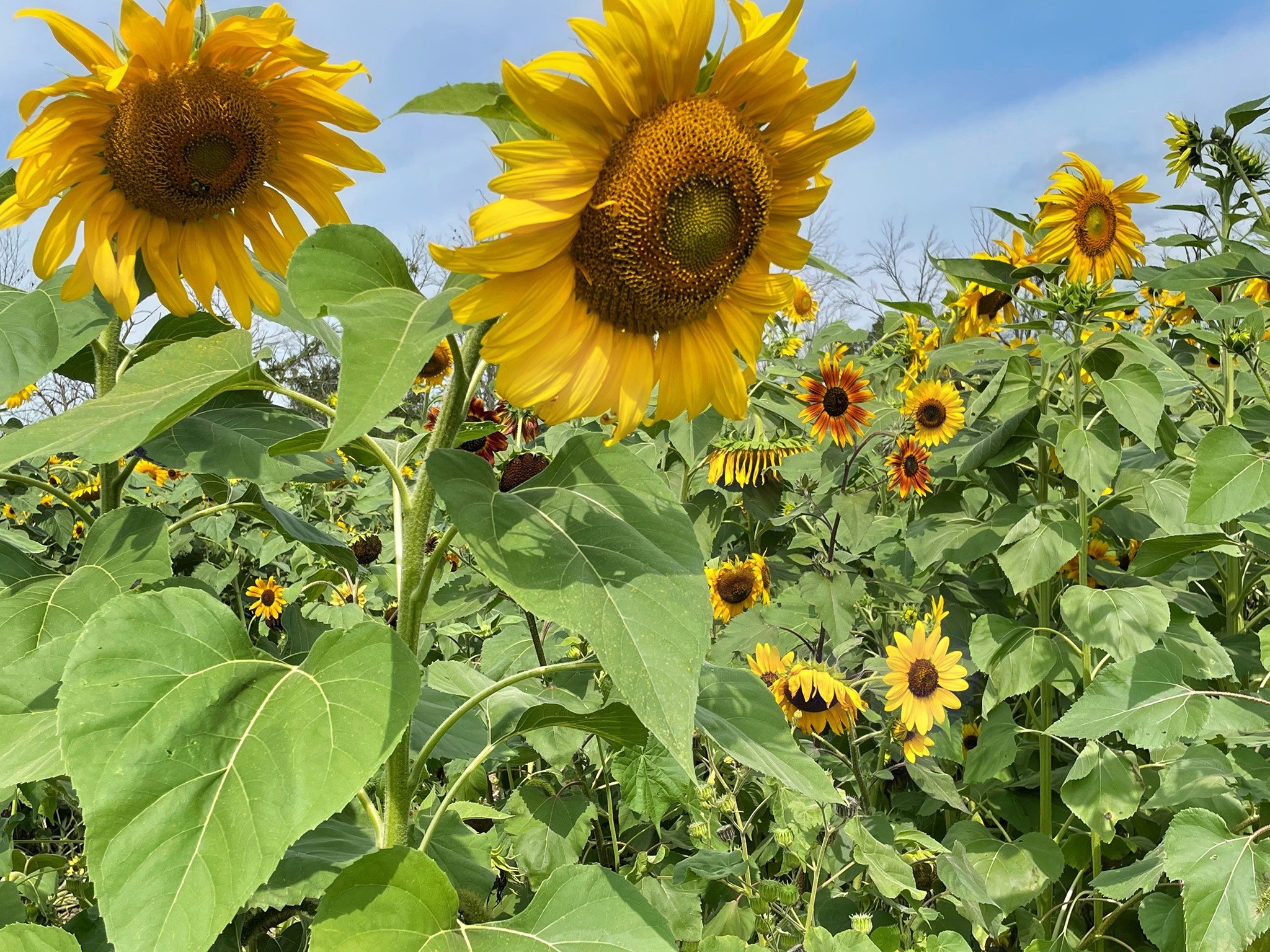 Bright yellow sunflowers blooming in a field with green leaves and a blue sky with some clouds.