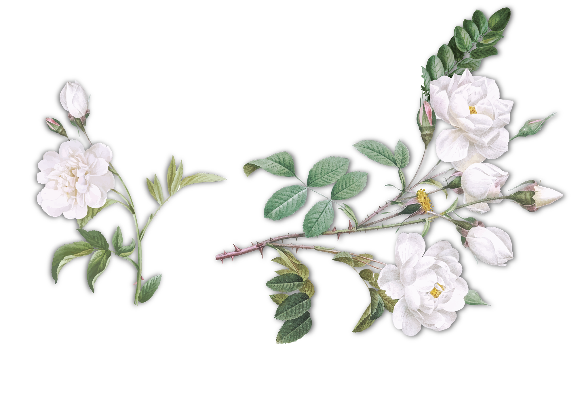 Watercolor illustration of white roses.