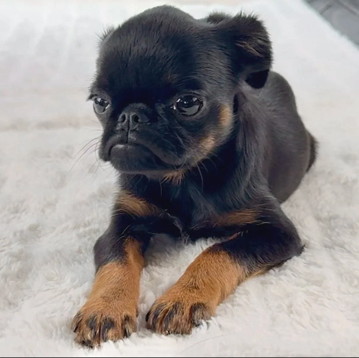 Max The Brussels Griffon