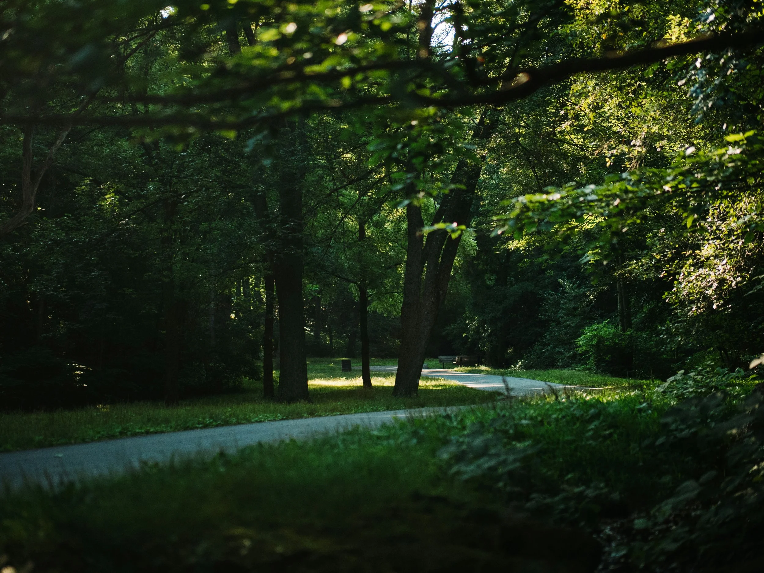 Sunlight filters through green trees in a Jamaica Plain park with a walking path and benches.