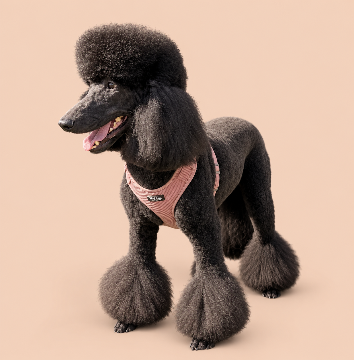 Coco the dog