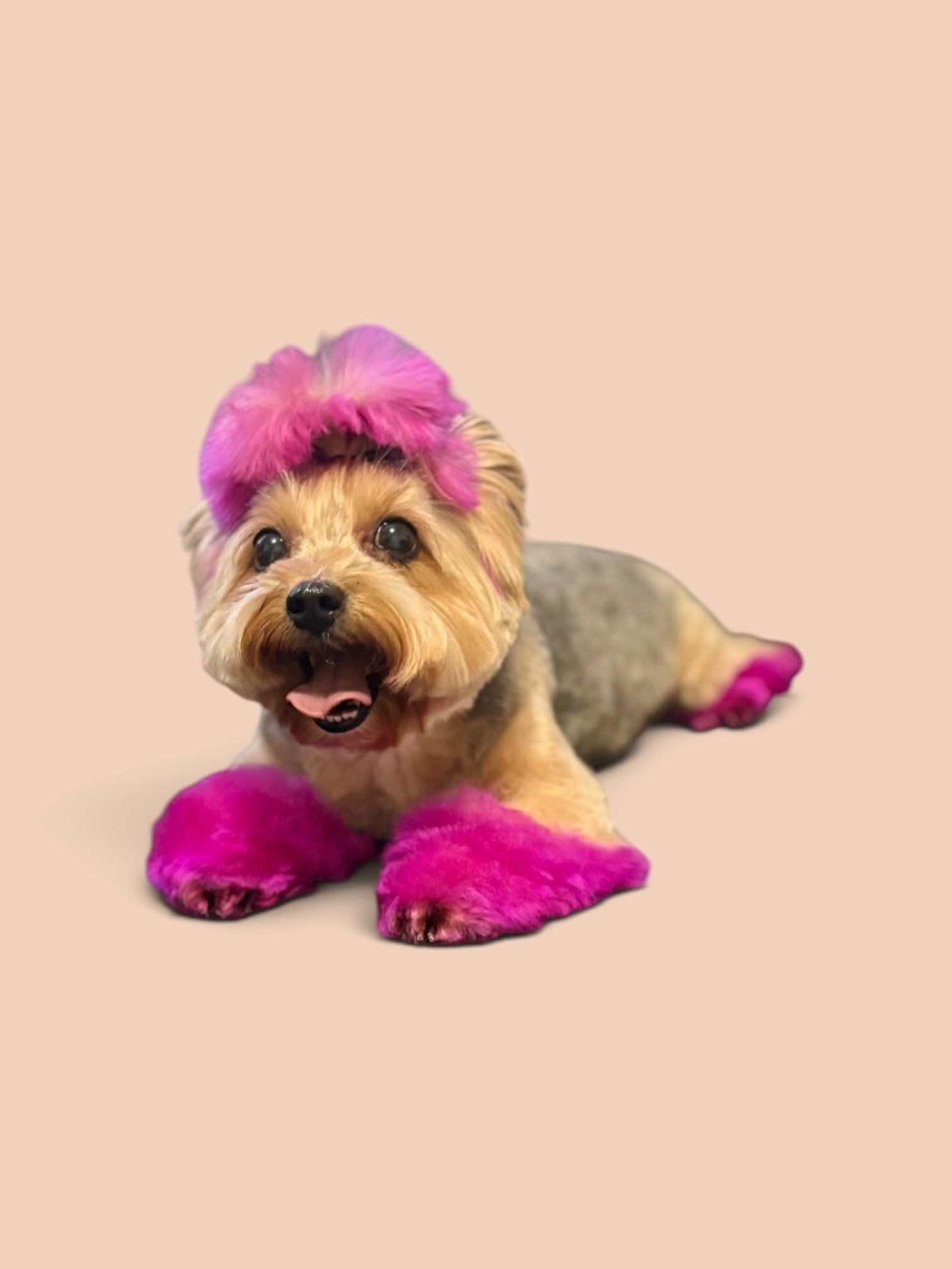 A small dog wearing bright pink furry shoes on its paws, a pink furry hat on its head, and a gray sweater, lying on a beige background and looking at the camera.