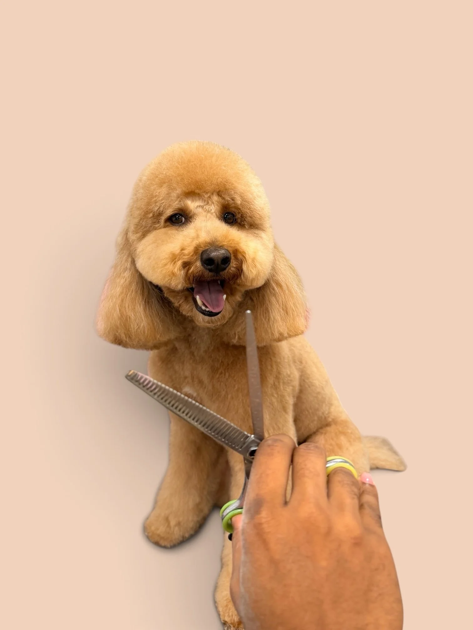 A small, fluffy, golden poodle puppy being held on a gray surface, with a person holding a leash attached to the puppy's collar.