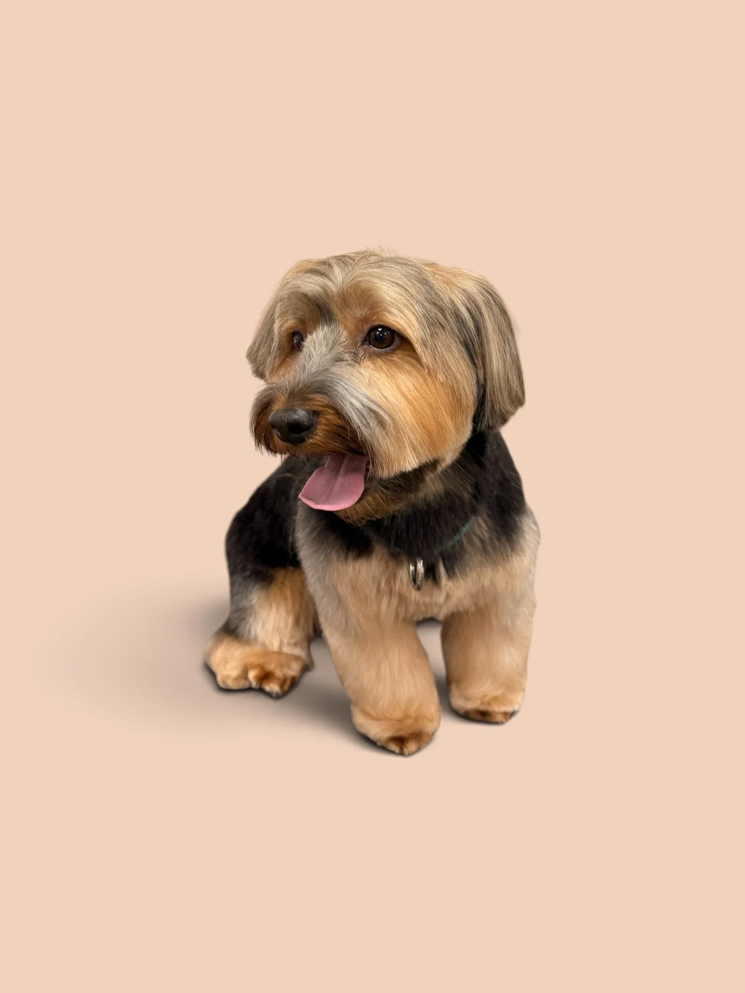 A cute puppy with a scruffy face, floppy ears, and a tongue hanging out, sitting on a neutral background.