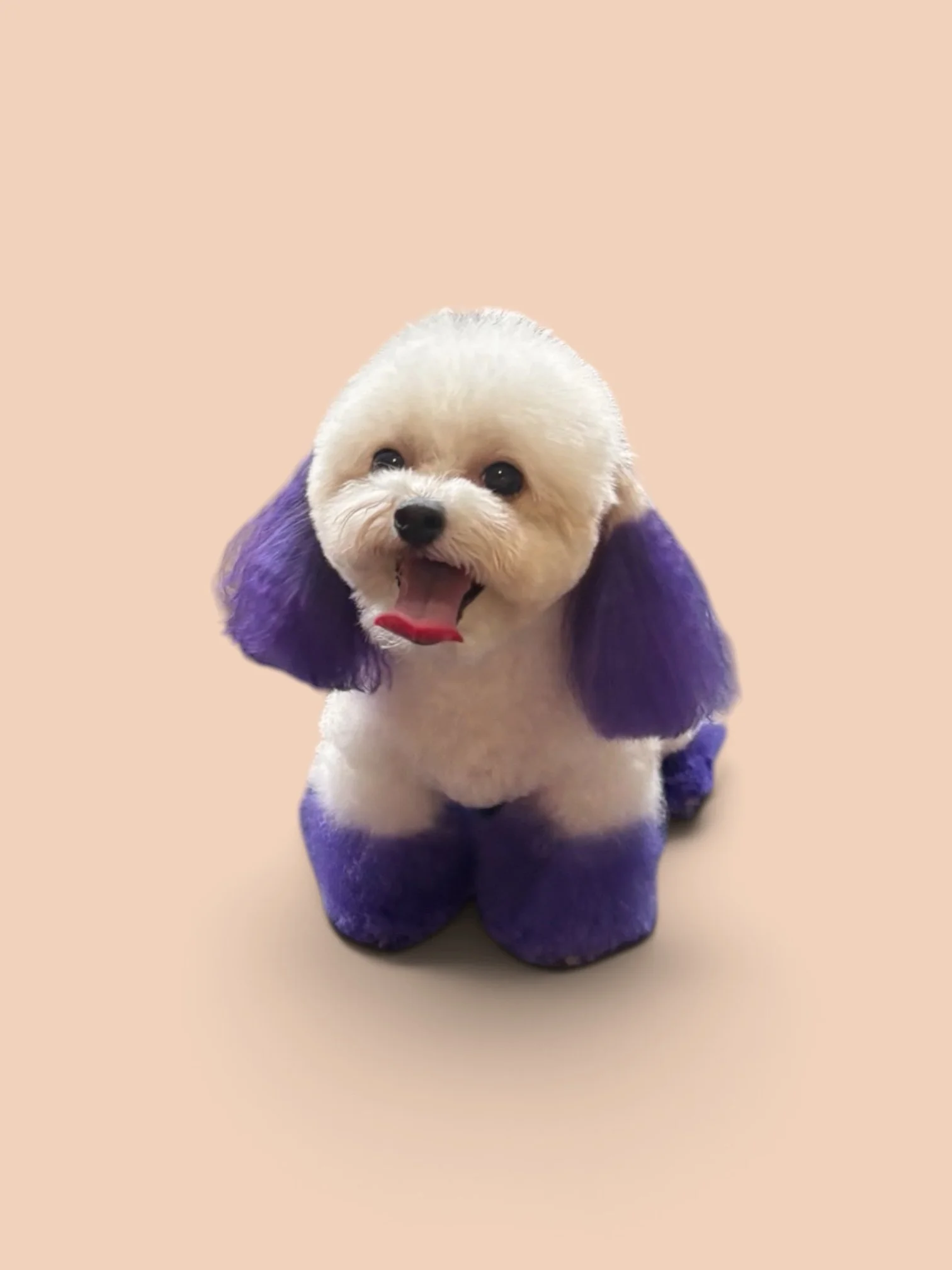 Small white dog with fluffy fur wearing a purple outfit and matching purple shoes, standing on a beige background.
