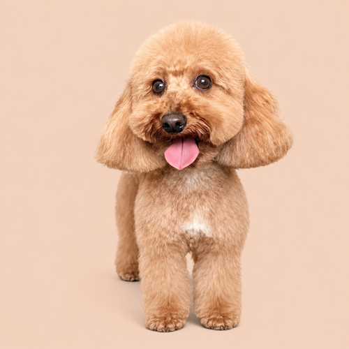 Icon Pupz