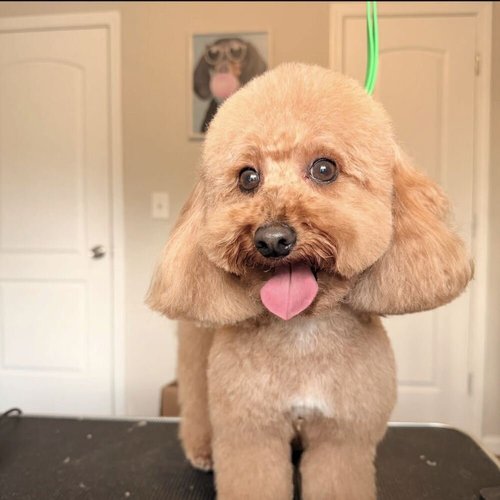 Icon Pupz Grooming