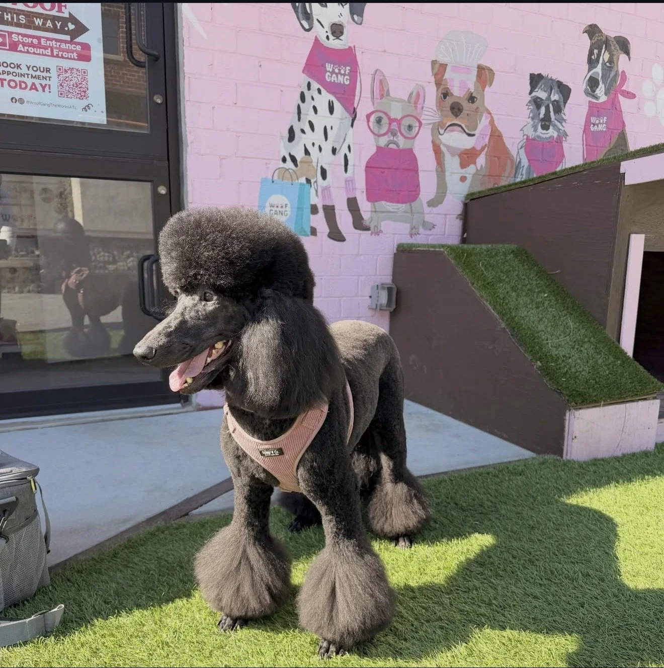 A black poodle with a fluffy topknot and large fluffy paws standing on artificial grass outside a building with a pink wall and colorful dog-themed mural.