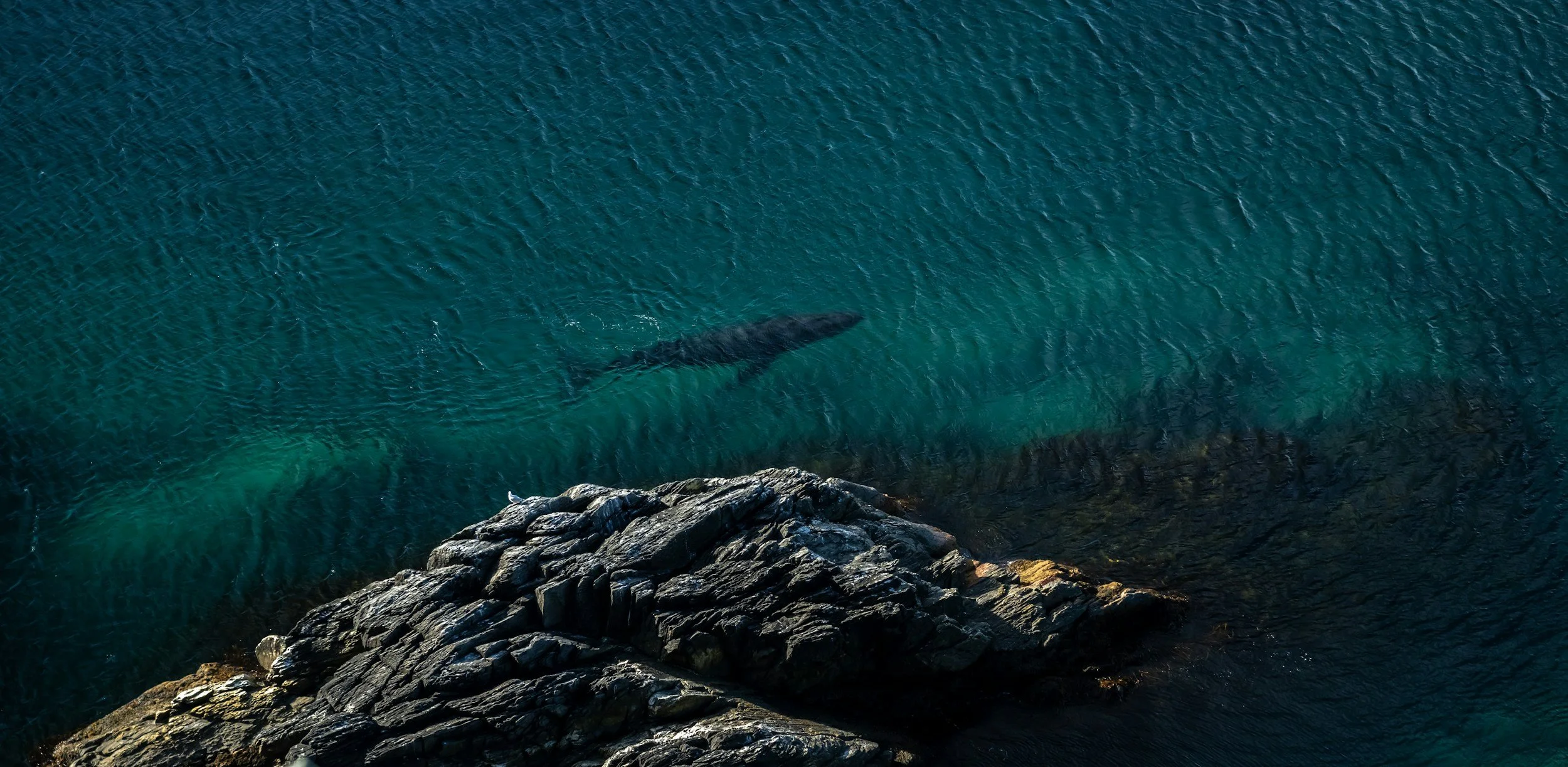 A drone view of the ocean with a whale's shadow visible underwater near rocky shoreline.
