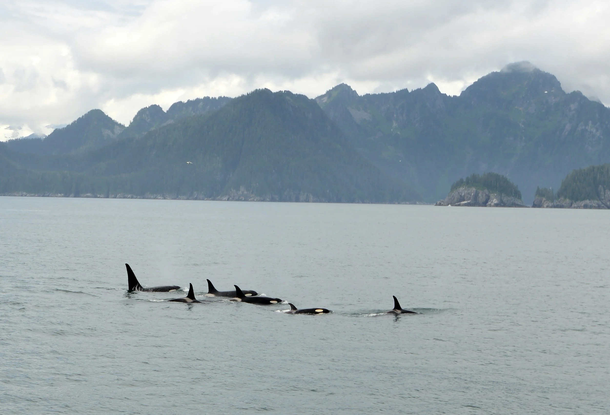 A pod of orcas swimming in the water near a mountainous coastline under cloudy skies.