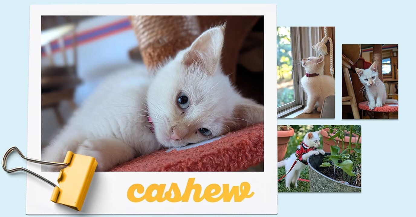 What Nestlé Purina PetCare’s ‘Chief Snuggle Officers’ can teach us about consumer outreach