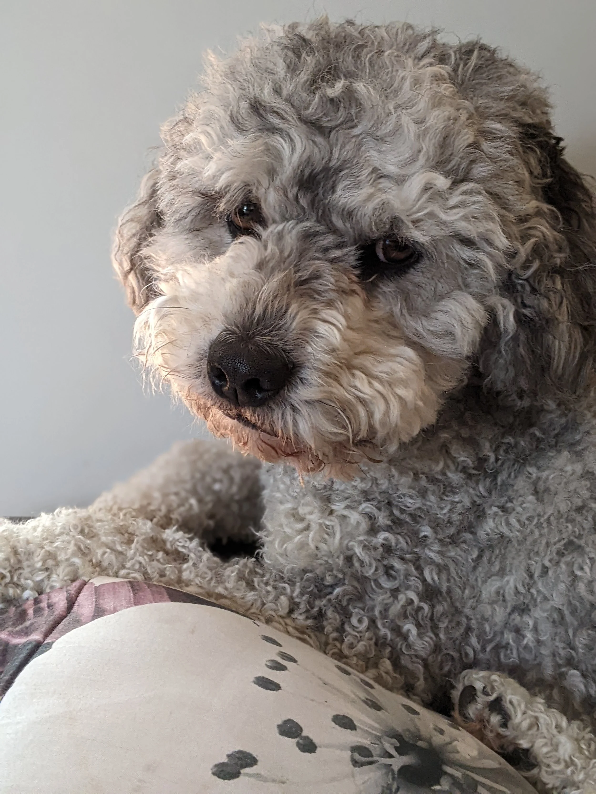 Alfie the dog