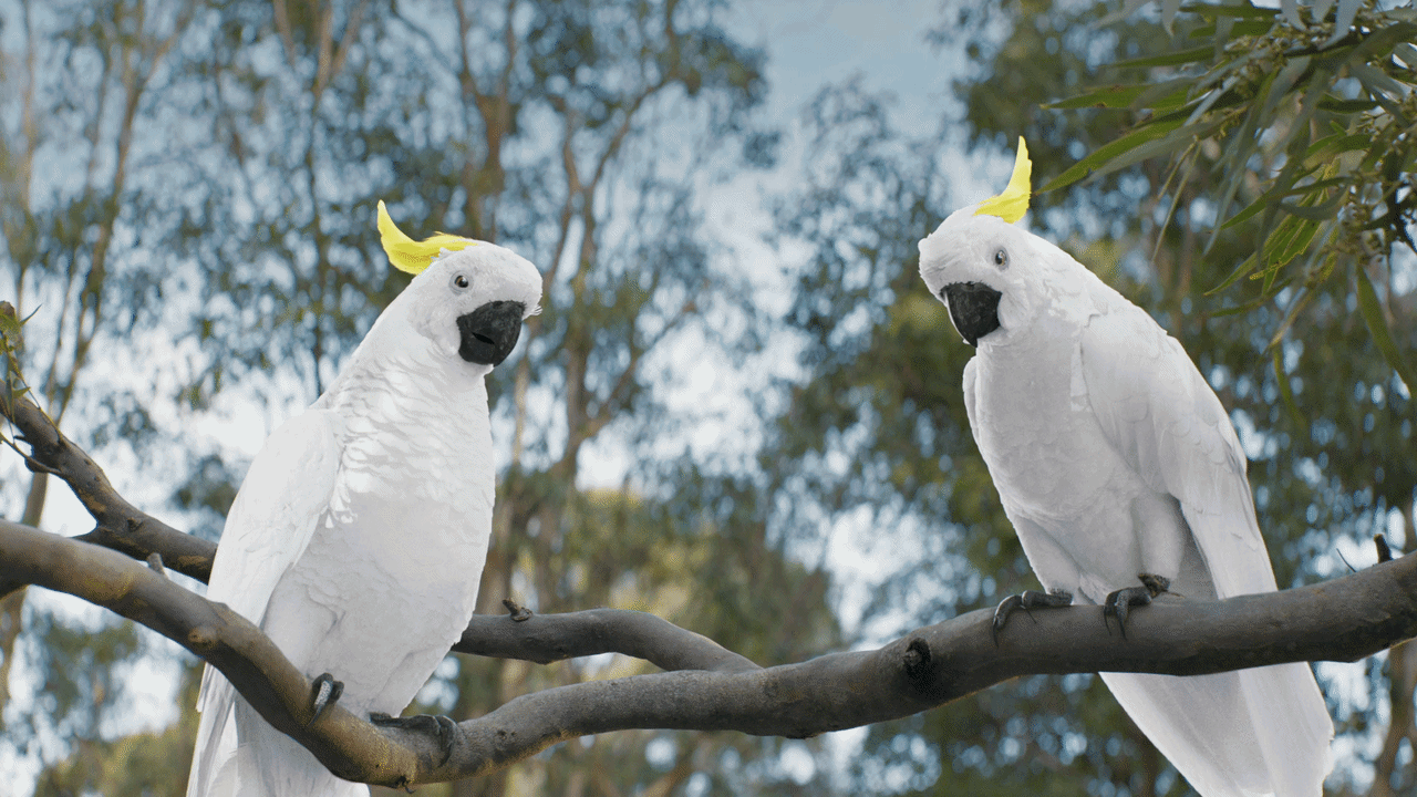 RACQ GIF.gif