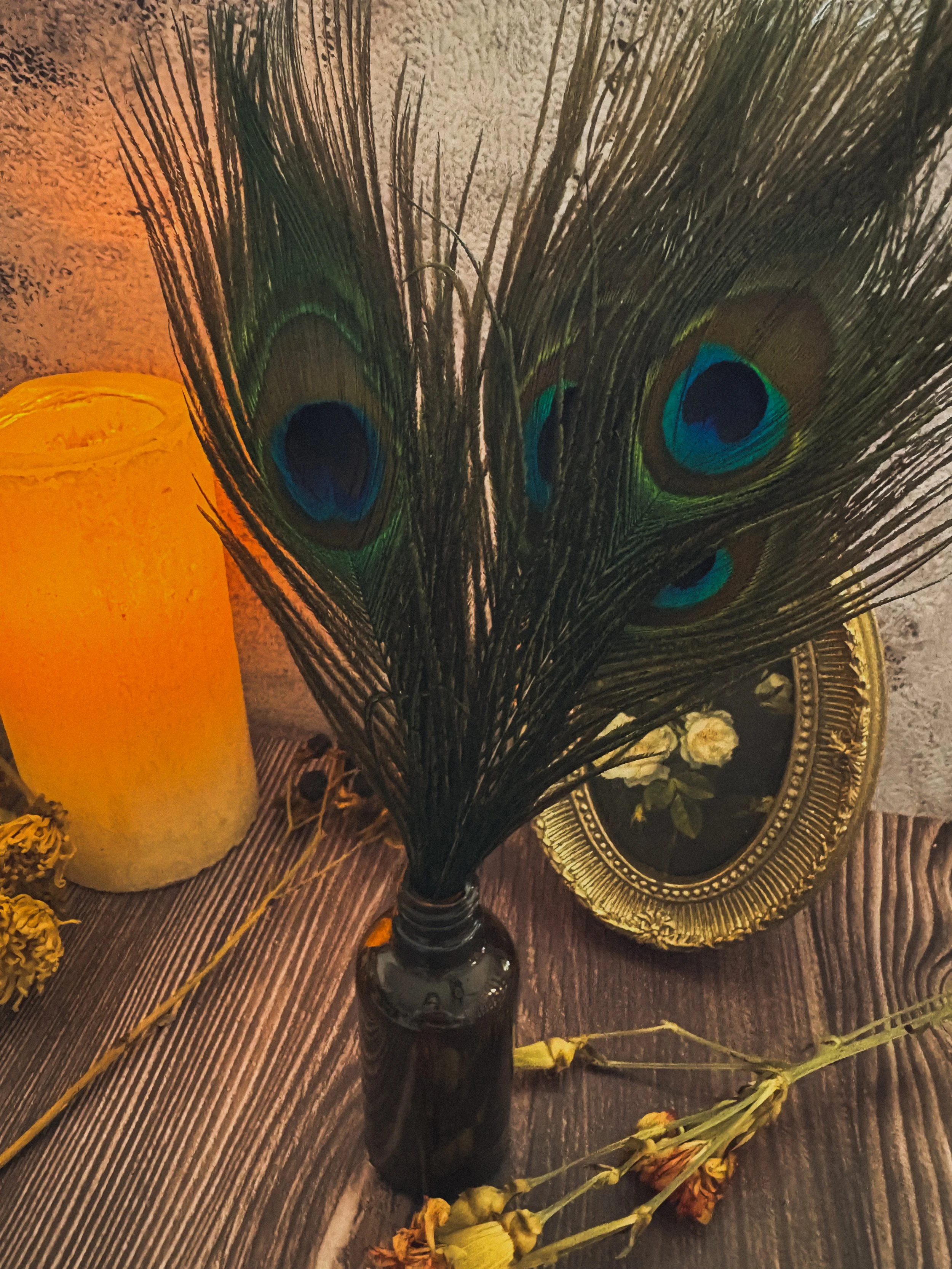 peacock feathers.JPG