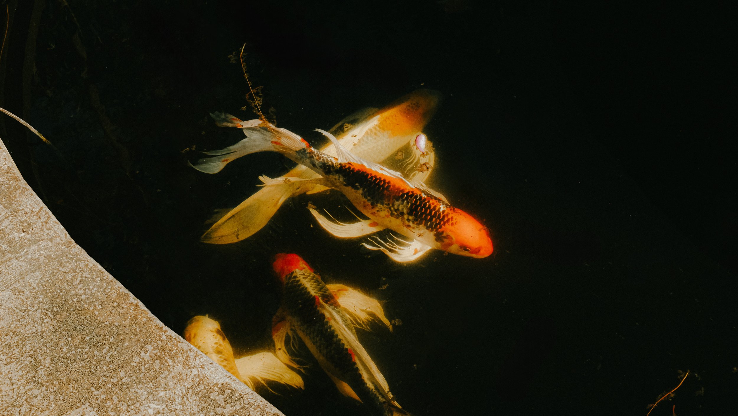 koi2.jpg