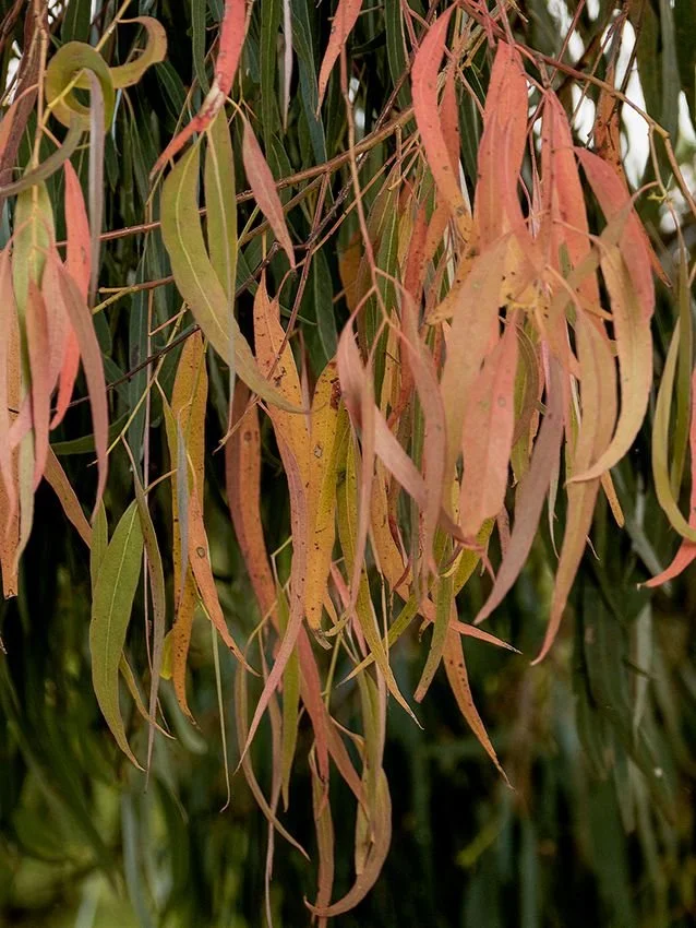 Close-up of Eucalyptus leaves changing colors, with some yellow, pink, and green leaves hanging.