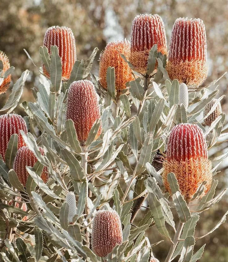 Close-up of a desert plant with large, orange, cone-shaped flowers and gray-green, elongated leaves.