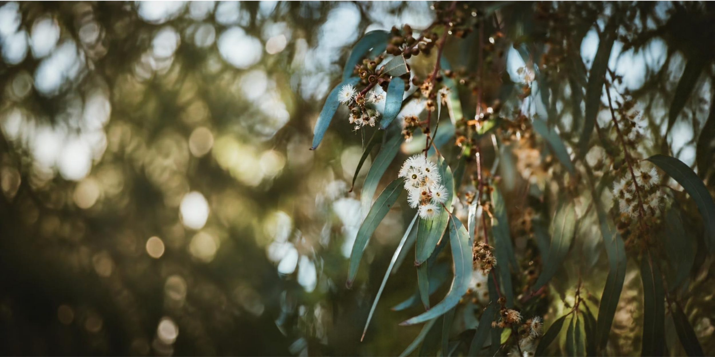 Close-up of eucalyptus tree branches with white fluffy flowers and green leaves, sunlight filtering through the background.