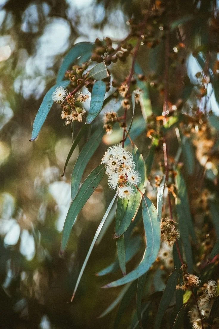 Close-up of eucalyptus leaves and white fluffy flower clusters on a branch.