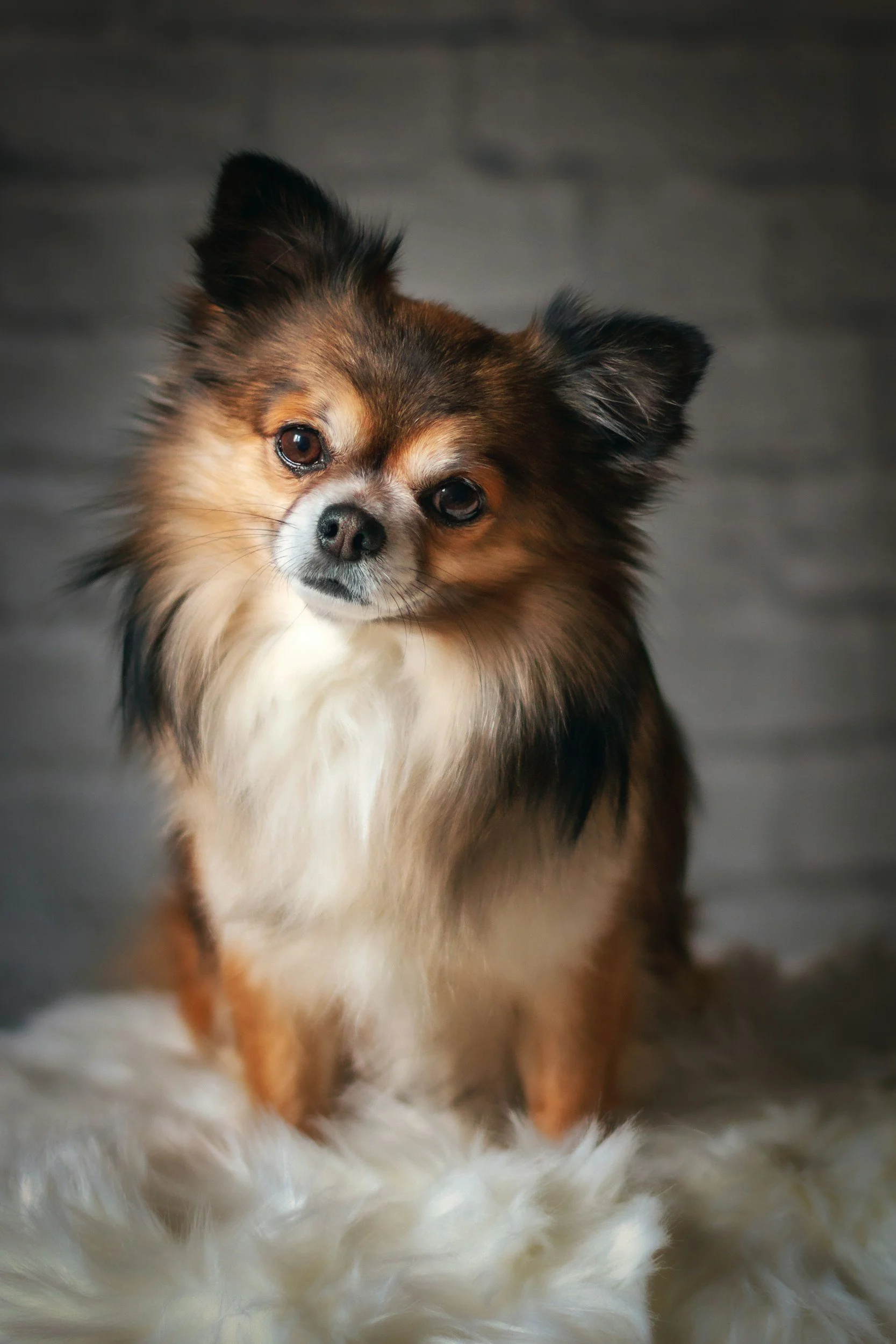 Close-up of a small, fluffy dog with brown, black, and white fur, lying on a soft surface with a gray background.
