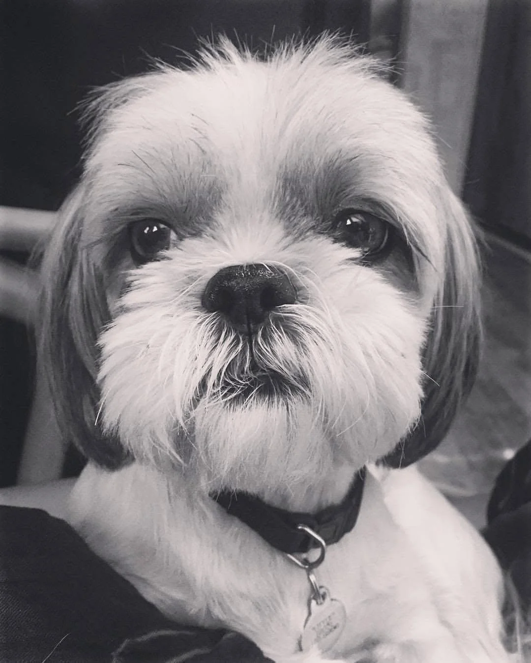 Close-up black and white photo of a small dog with fluffy fur, dark eyes, a black nose, and a collar with a tag.