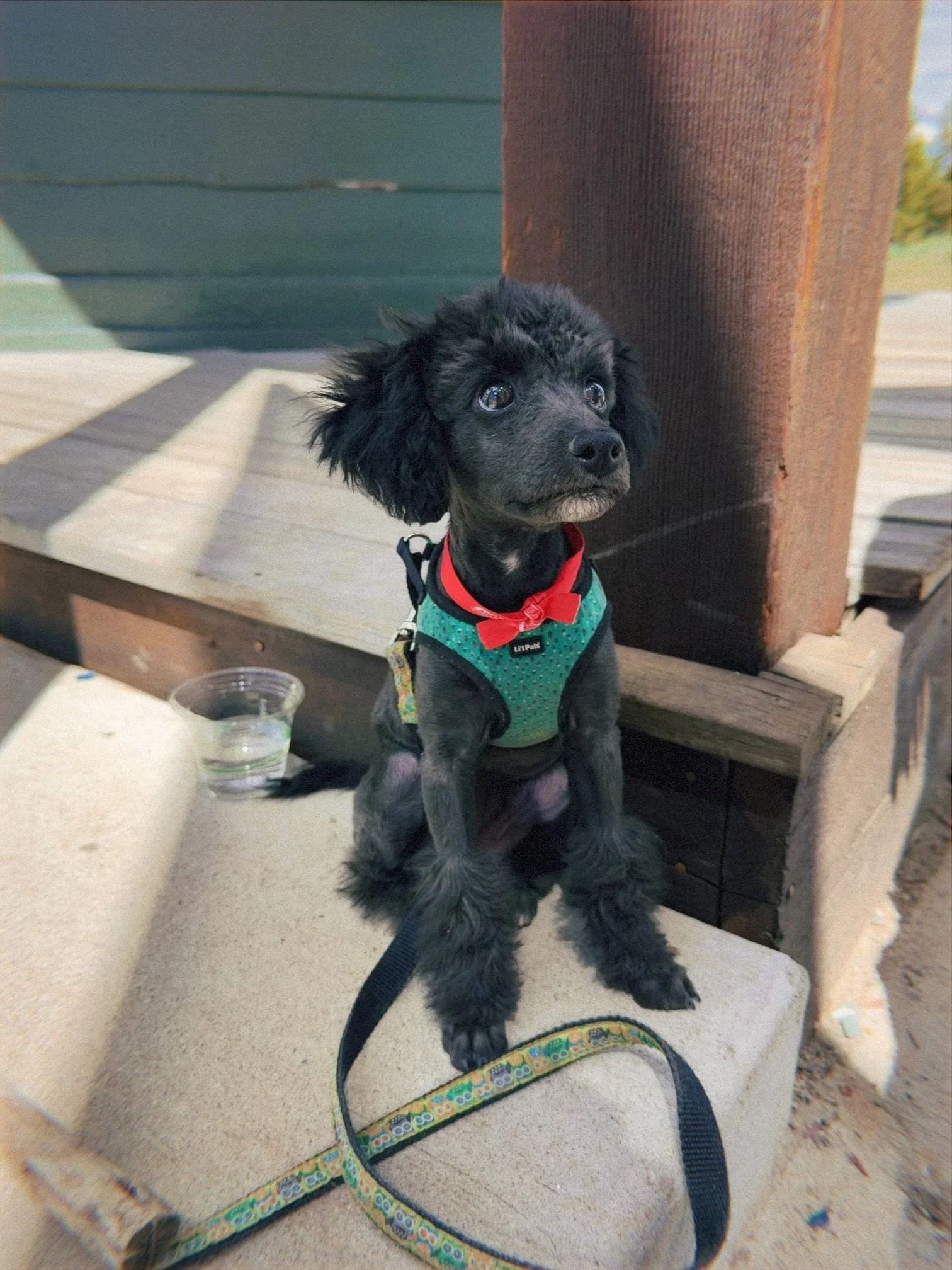 Pre-rehoming Consultation