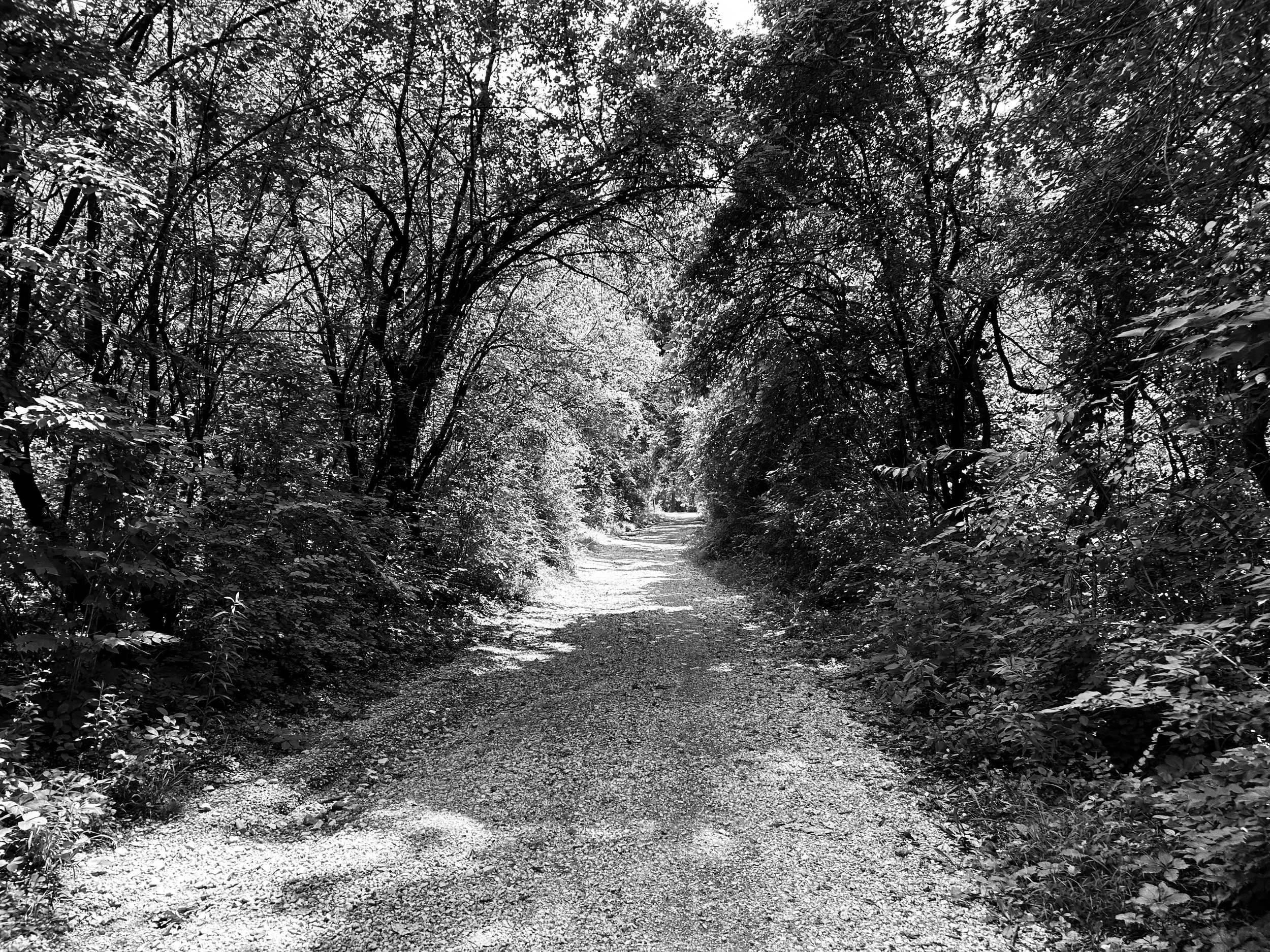 A black and white photo of a forest scene with a dirt path running through tall trees and dense foliage on both sides.
