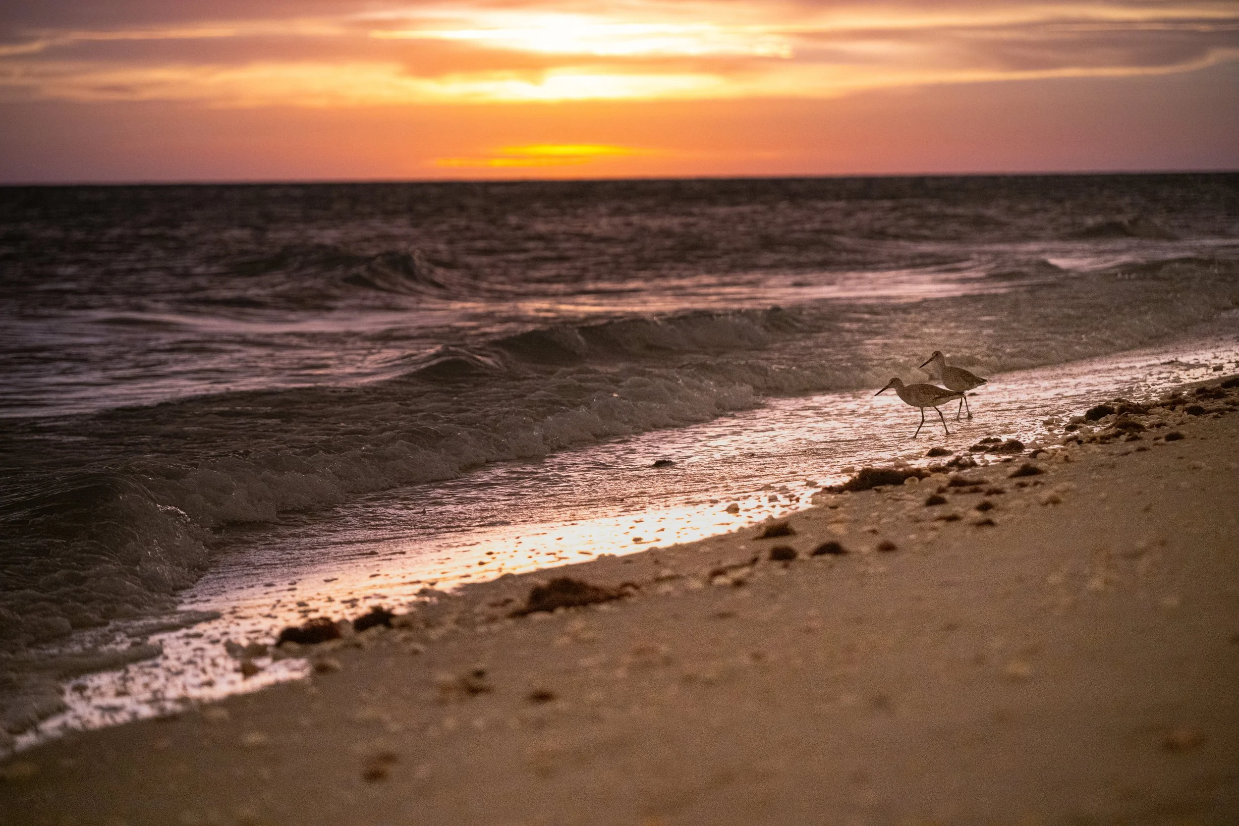 A sunset over the ocean with two shorebirds walking along the beach.