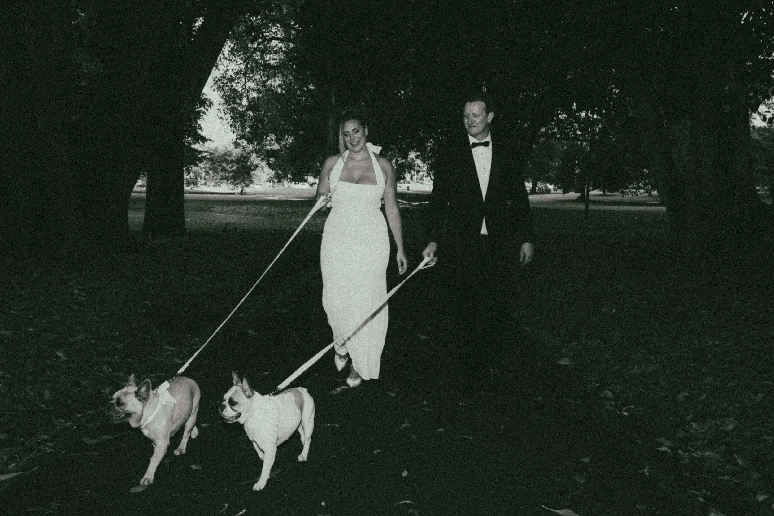 A woman and a man walking in a park during evening with three bulldogs on leashes.
