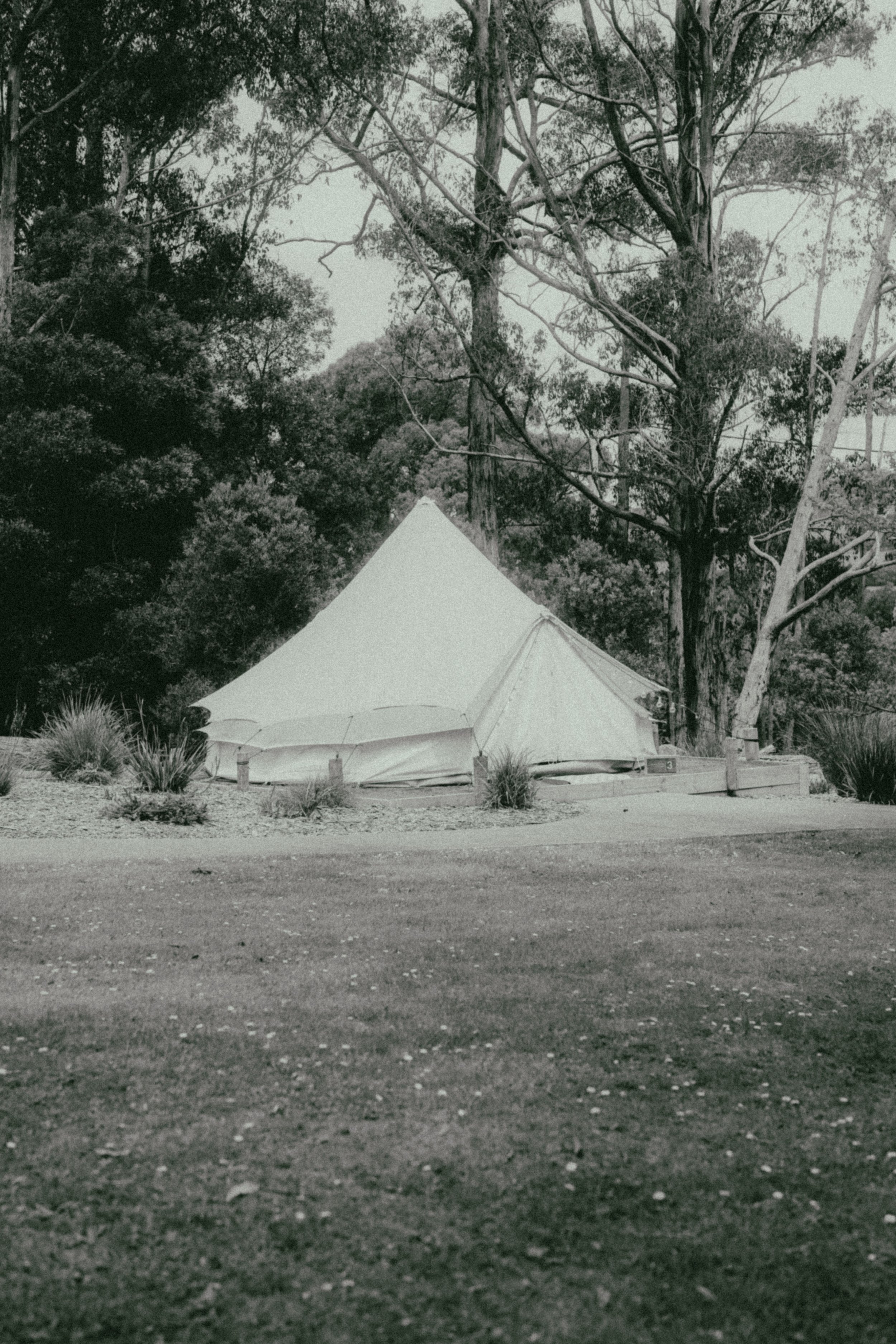 A large outdoor event tent set up among tall trees in a wooded area, with a dirt ground in the foreground.