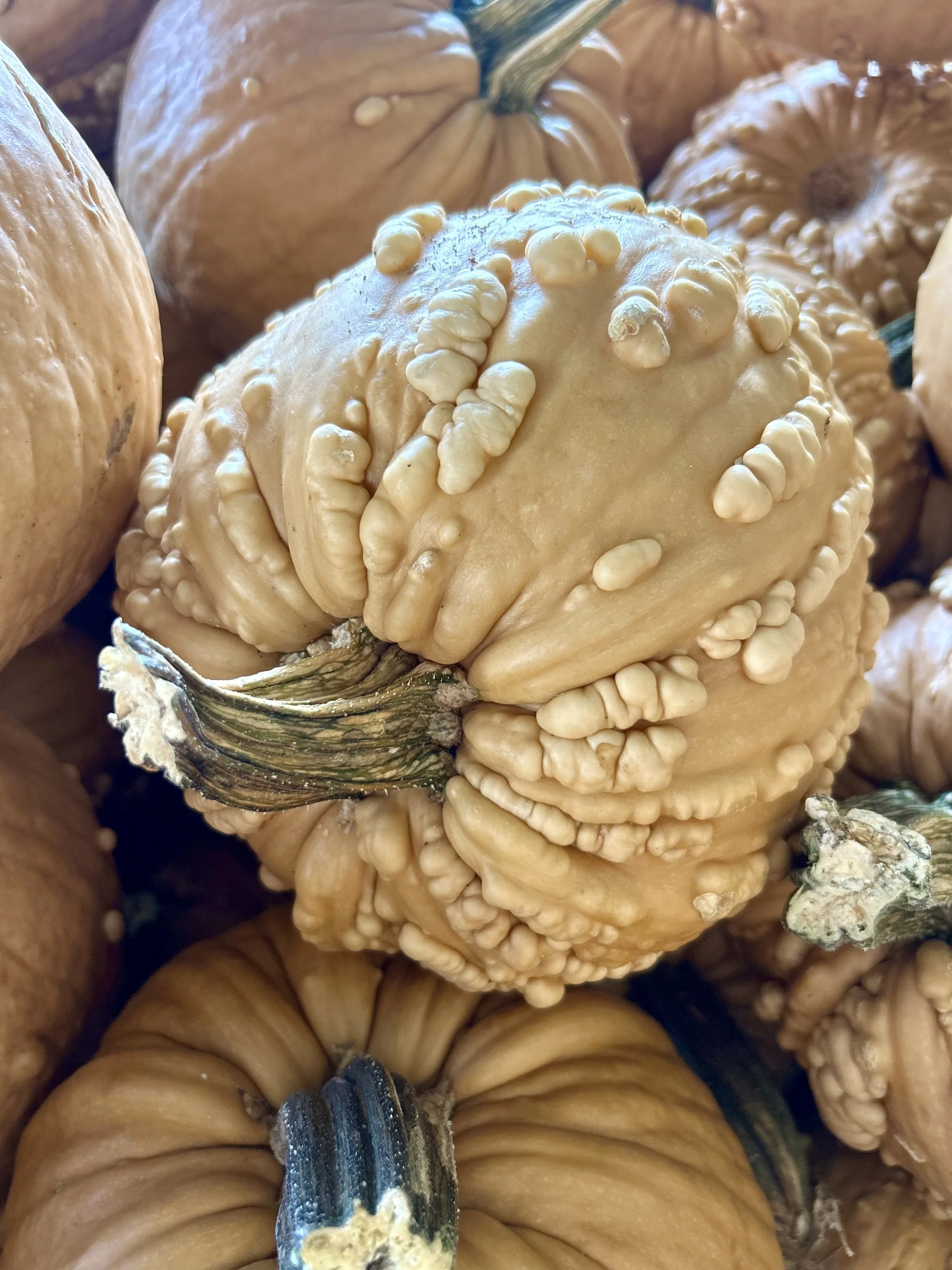 Close-up of a group of beige pumpkins with bumpy and wrinkled skin, some tied with blue and green striped ties.