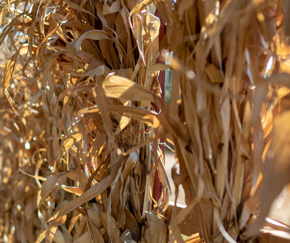 2 Corn Stalks