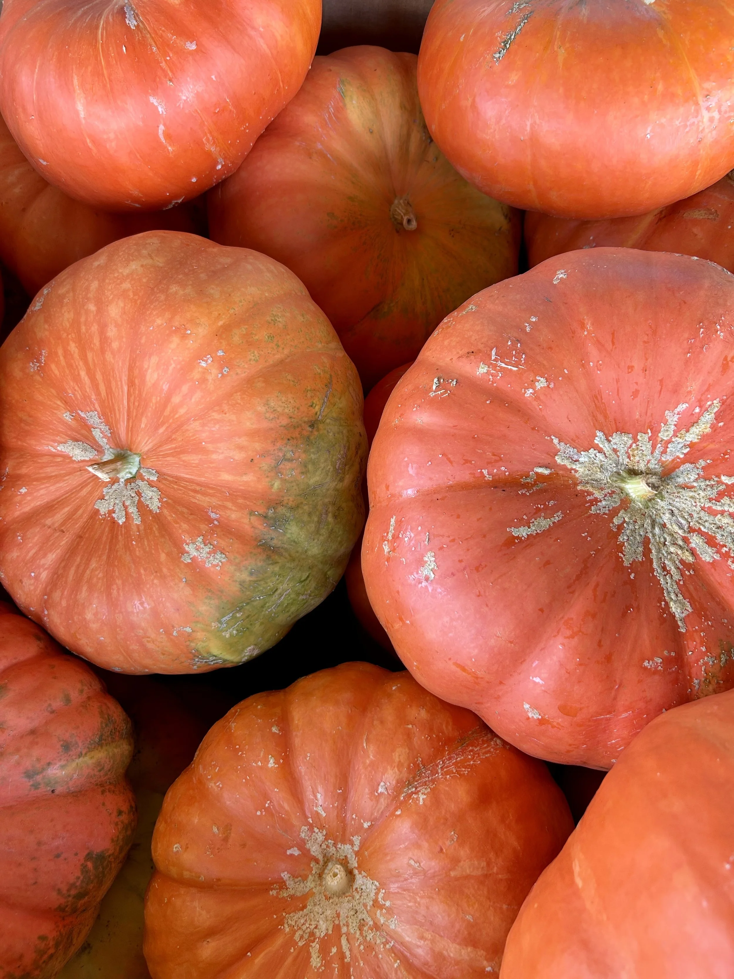 Close-up of several heirloom tomatoes in shades of orange, pink, and green, with some dirt and blemishes on their surfaces.