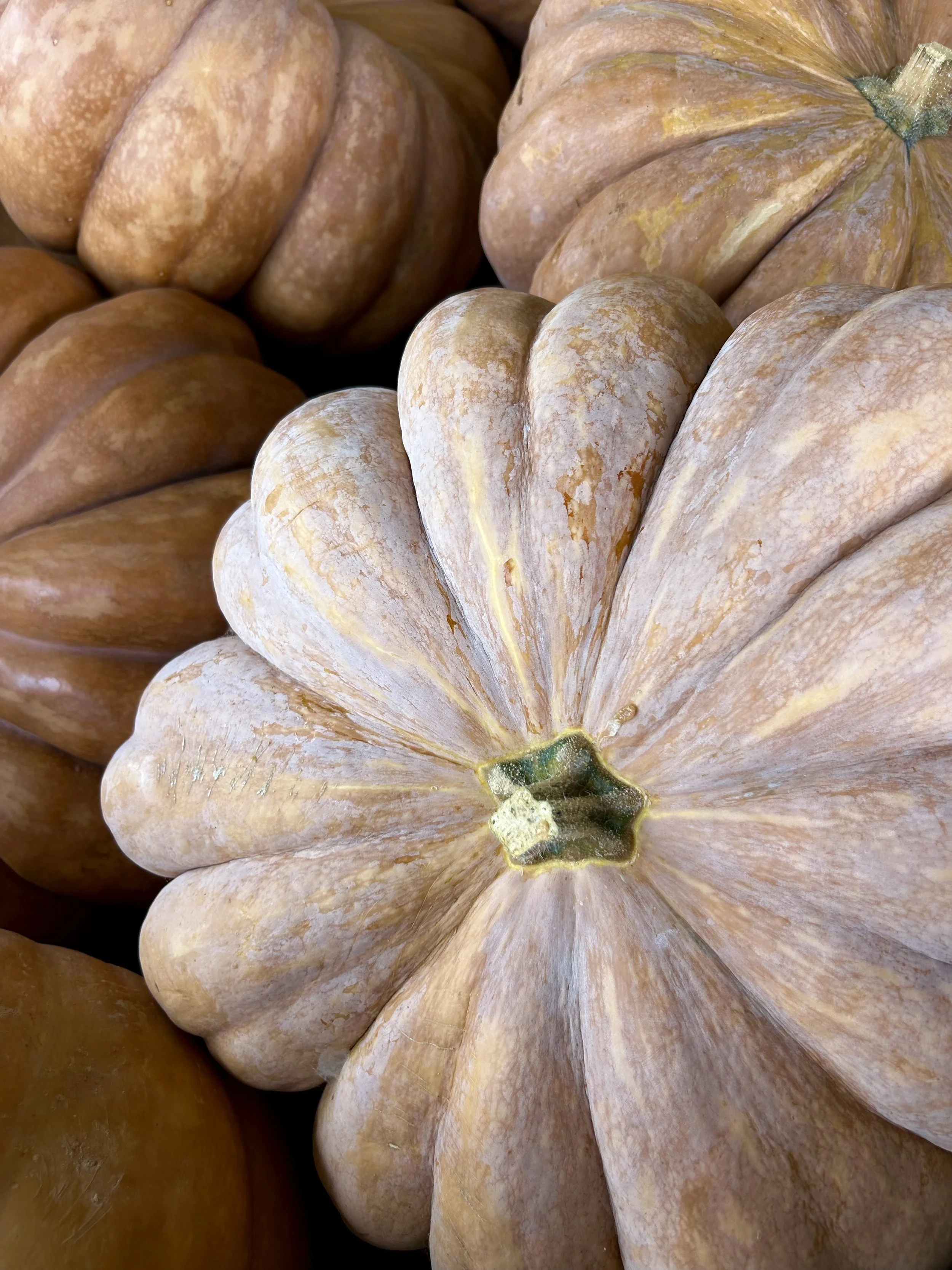 Close-up of several orange, green, and beige pumpkins with textured surfaces, piled together.
