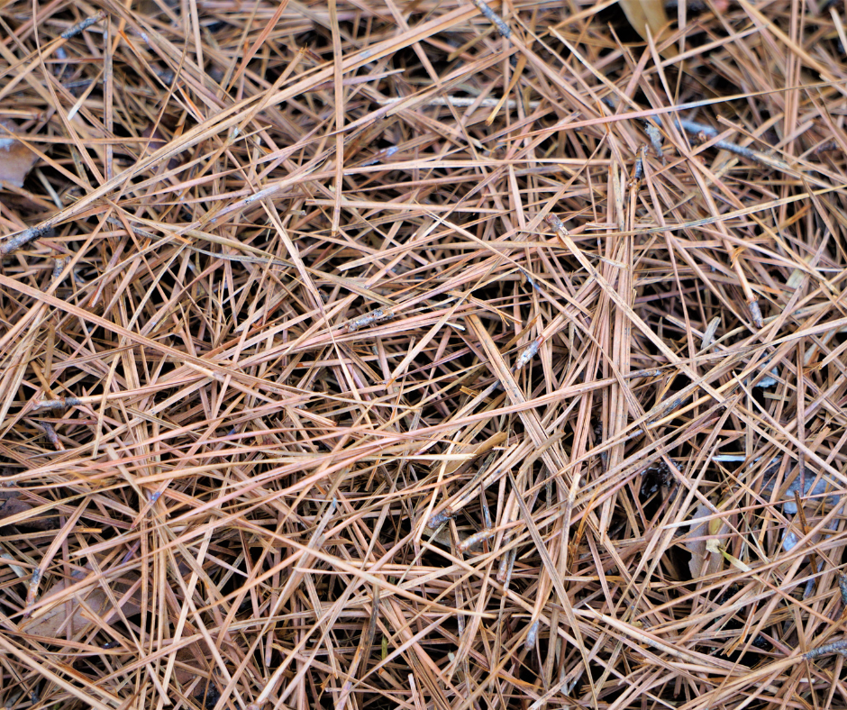 2 Bales of Pine Straw