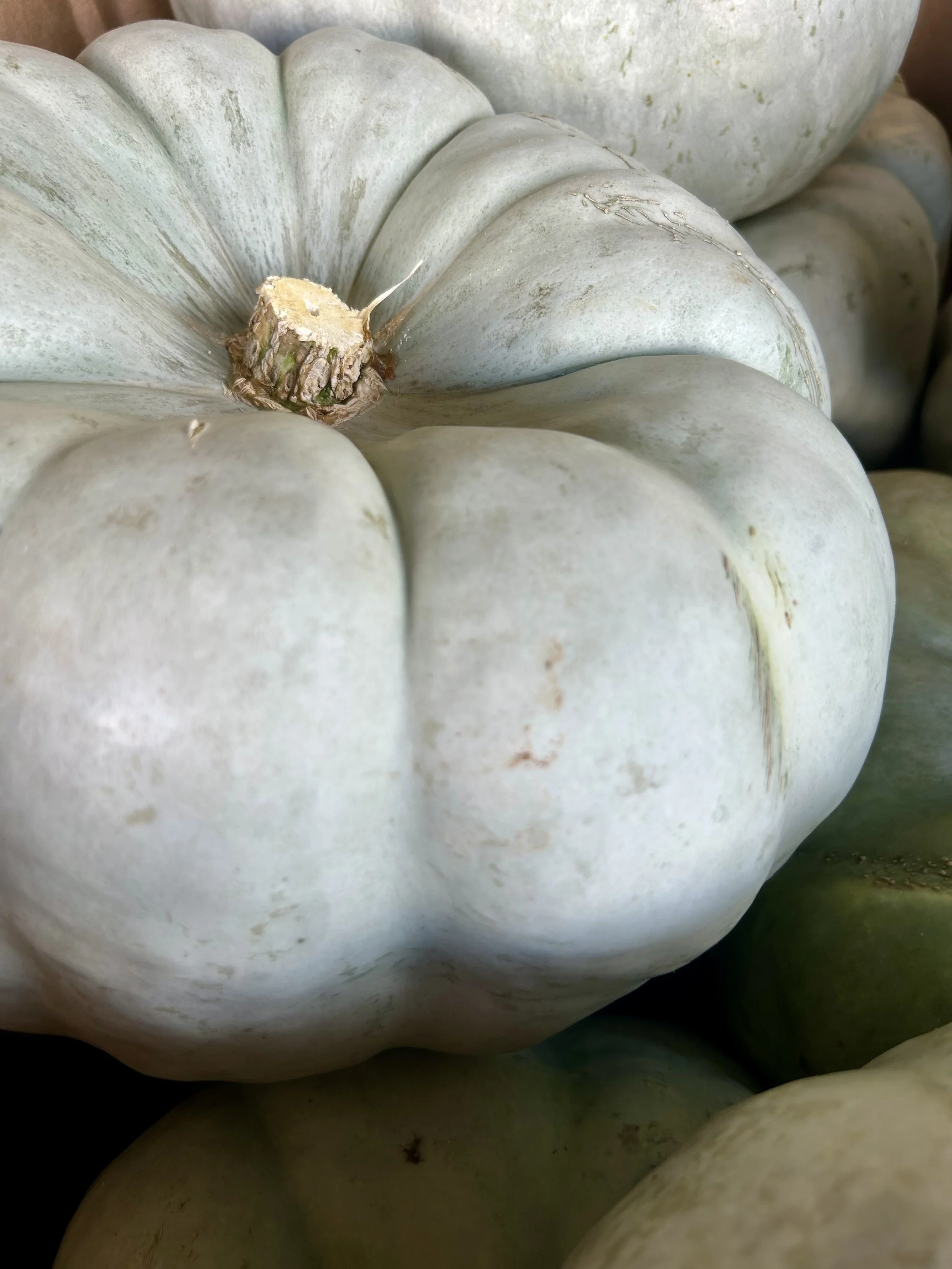 Close-up of pale green pumpkins with smooth surfaces and some dirt spots, piled together.