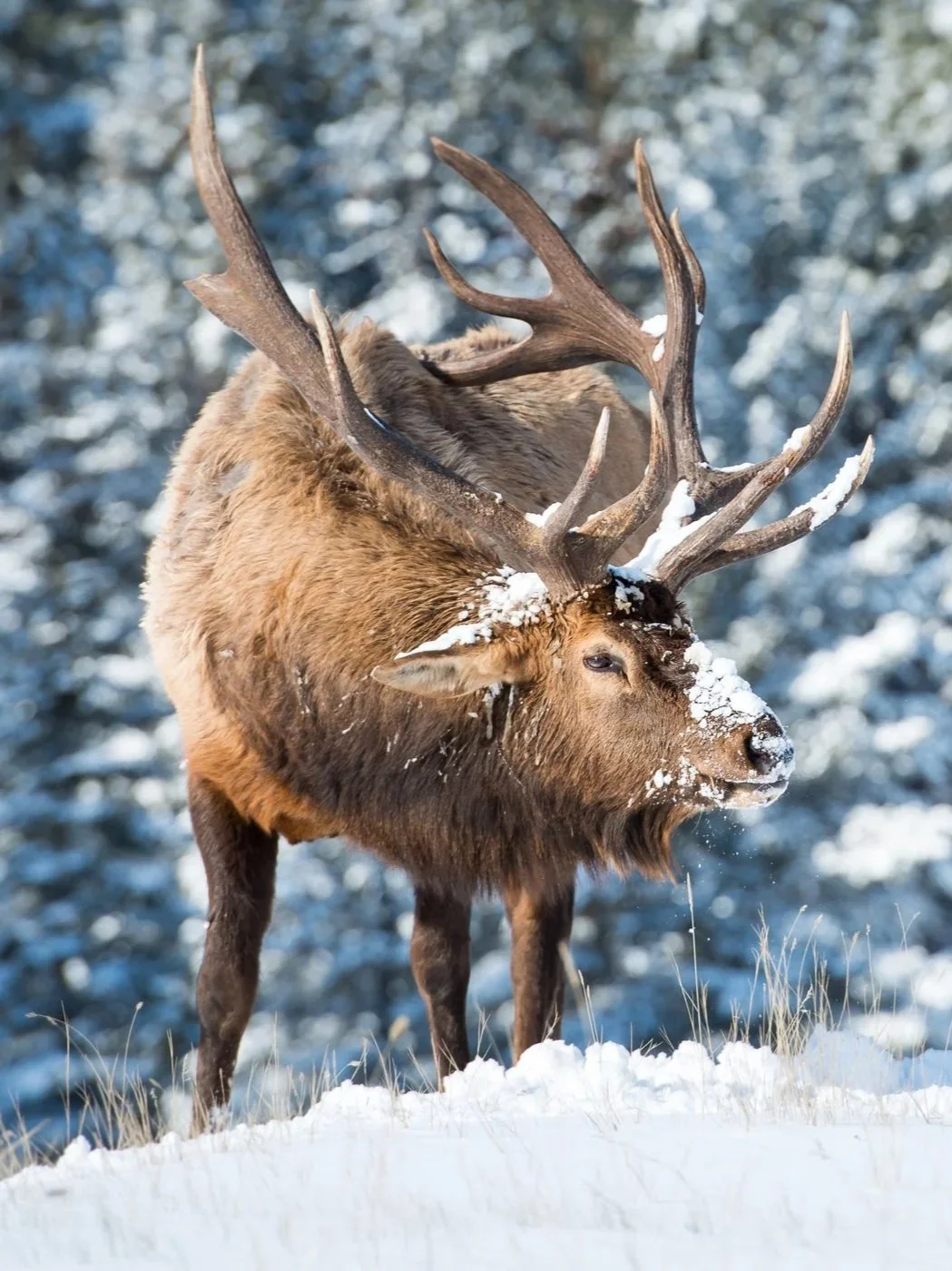 A moose standing in snow with antlers, snowy forest background