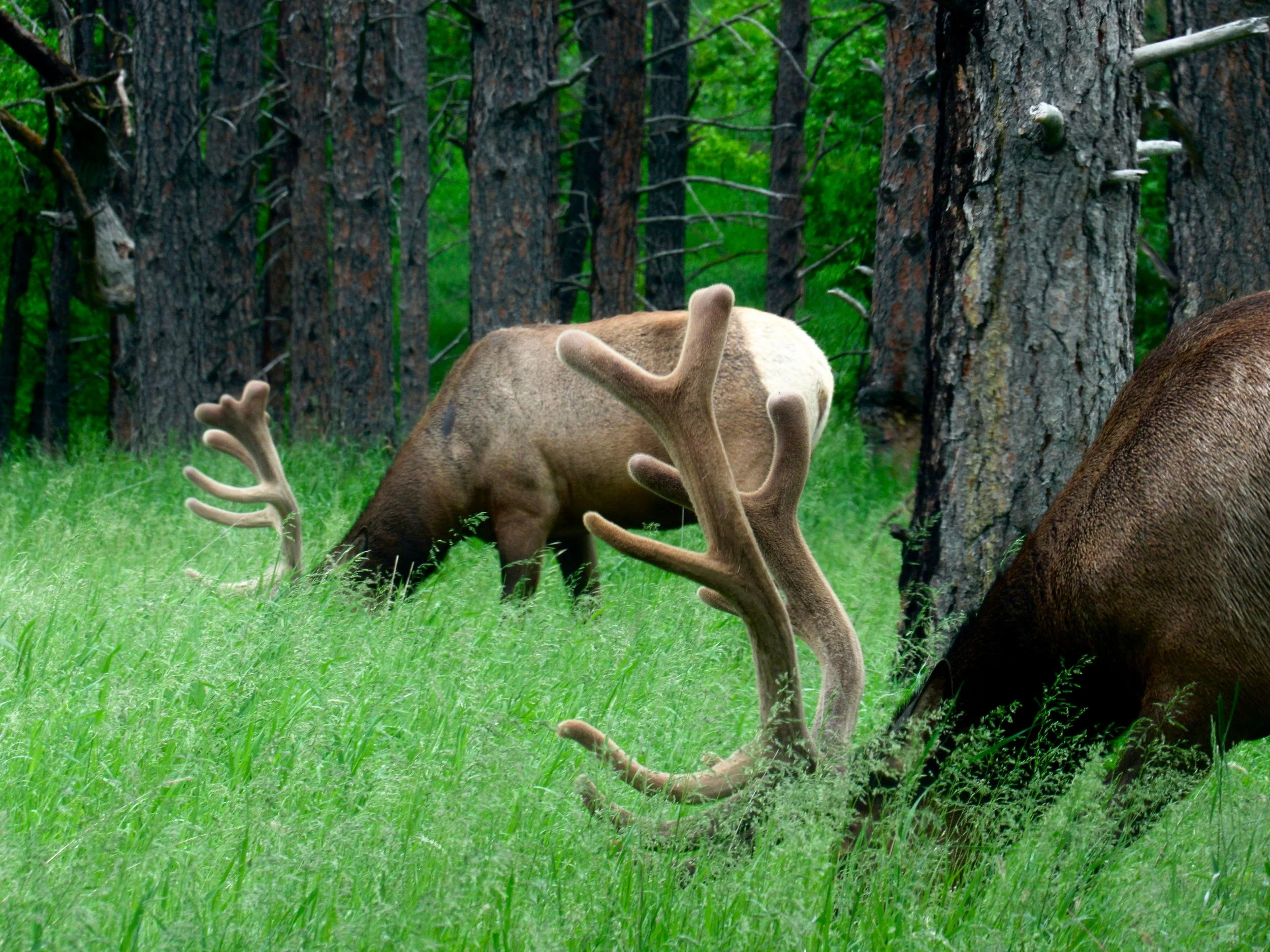 Two Bull Elk in velvet grazing in a green forest with tall pine trees and lush grass.