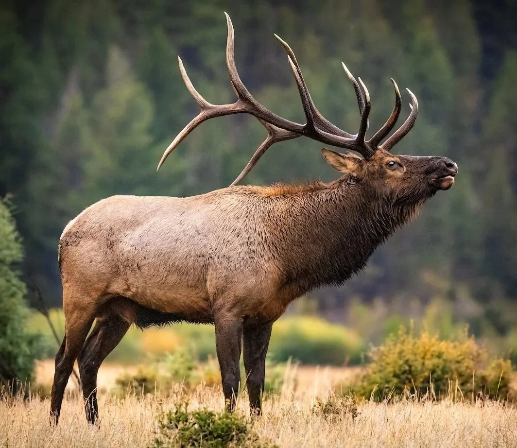 A large elk with brown fur and prominent antlers standing in a grassy field with trees in the background.