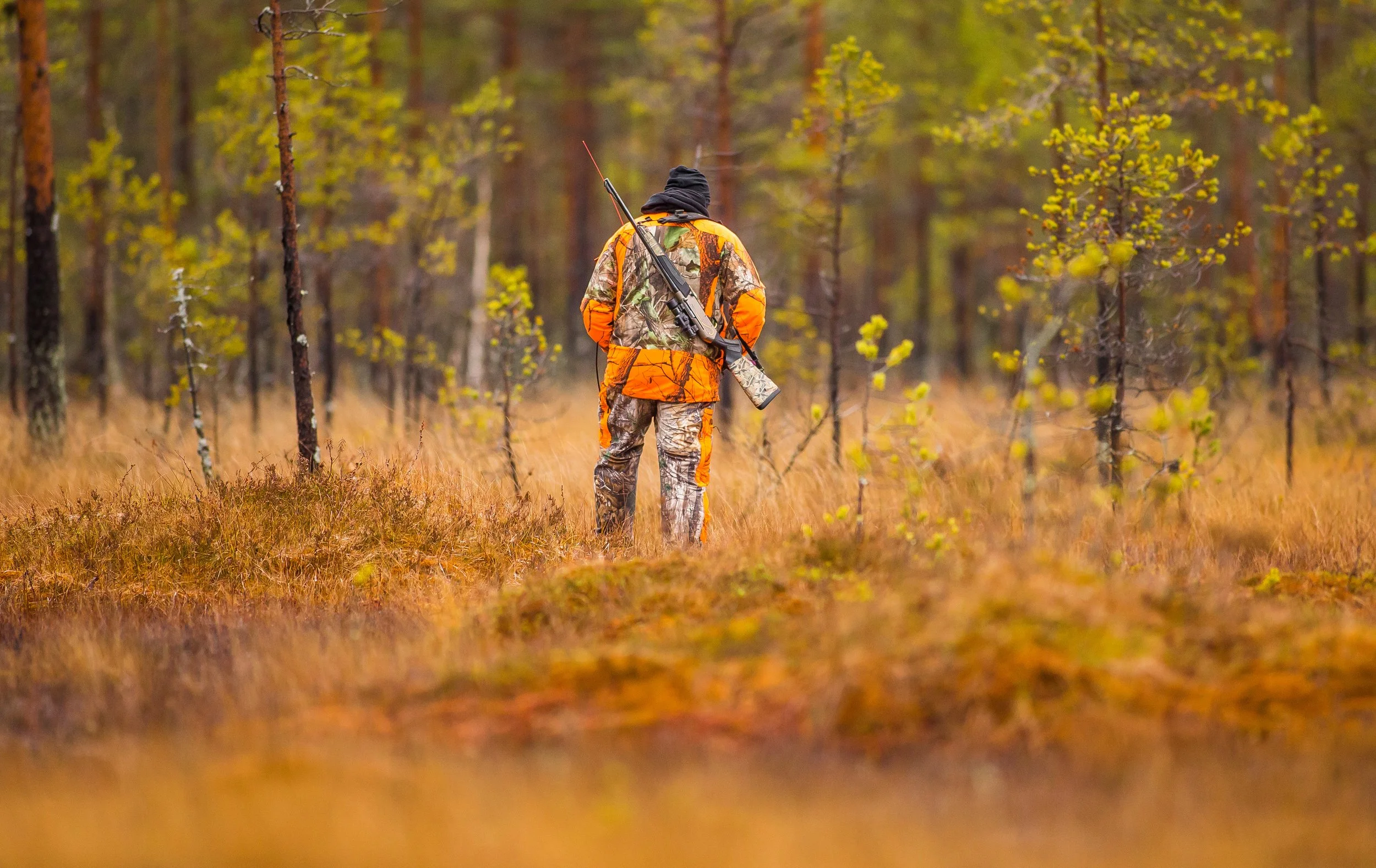 A person dressed in camouflage and orange hunting gear walking away through a forest with trees and yellow autumn leaves, carrying a rifle over their shoulder.