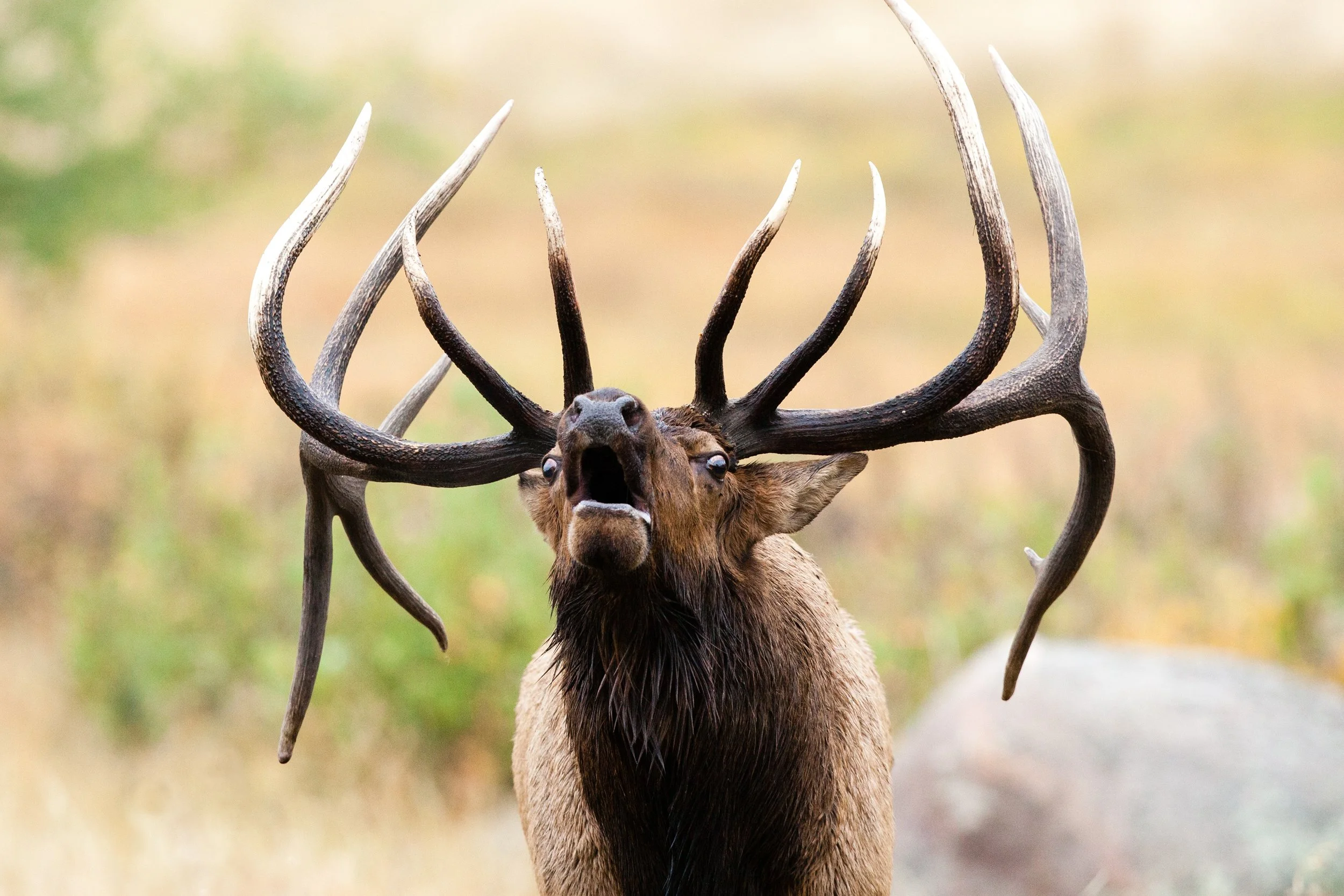 A bugling bull elk with large, curved antlers standing outdoors with a blurry natural background.