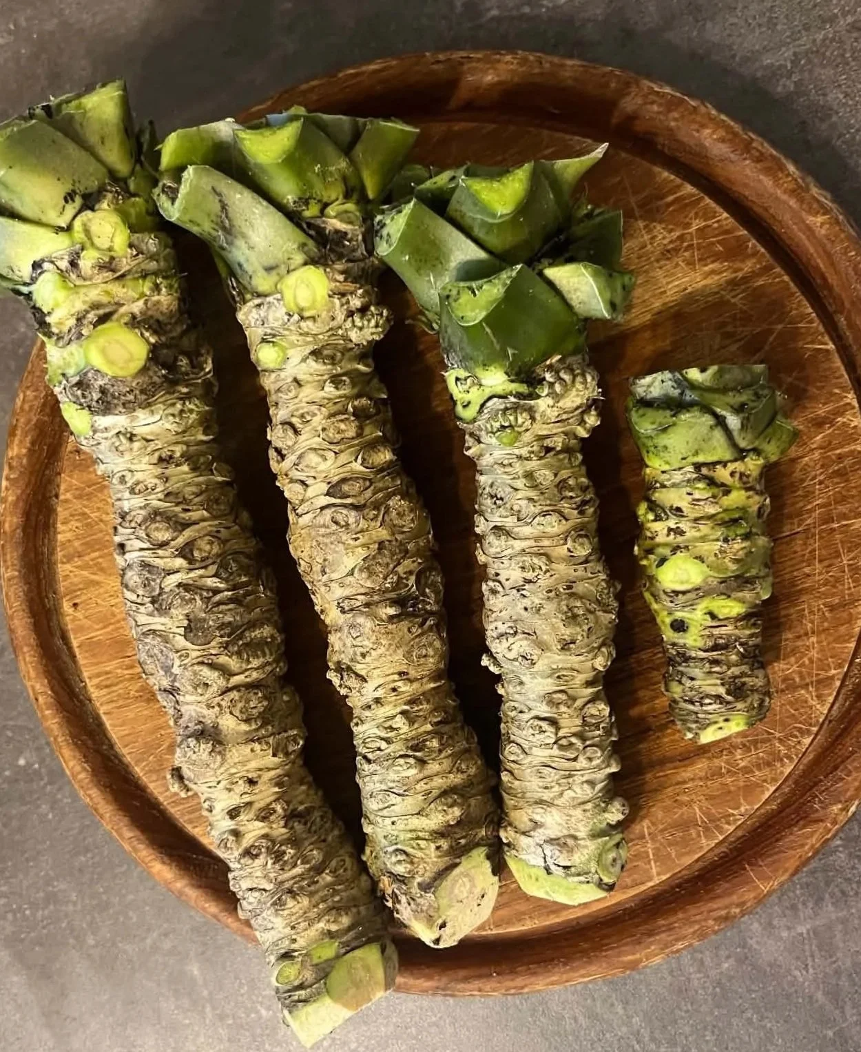 Frische Wasabi-Rhizome aus deutschem Anbau