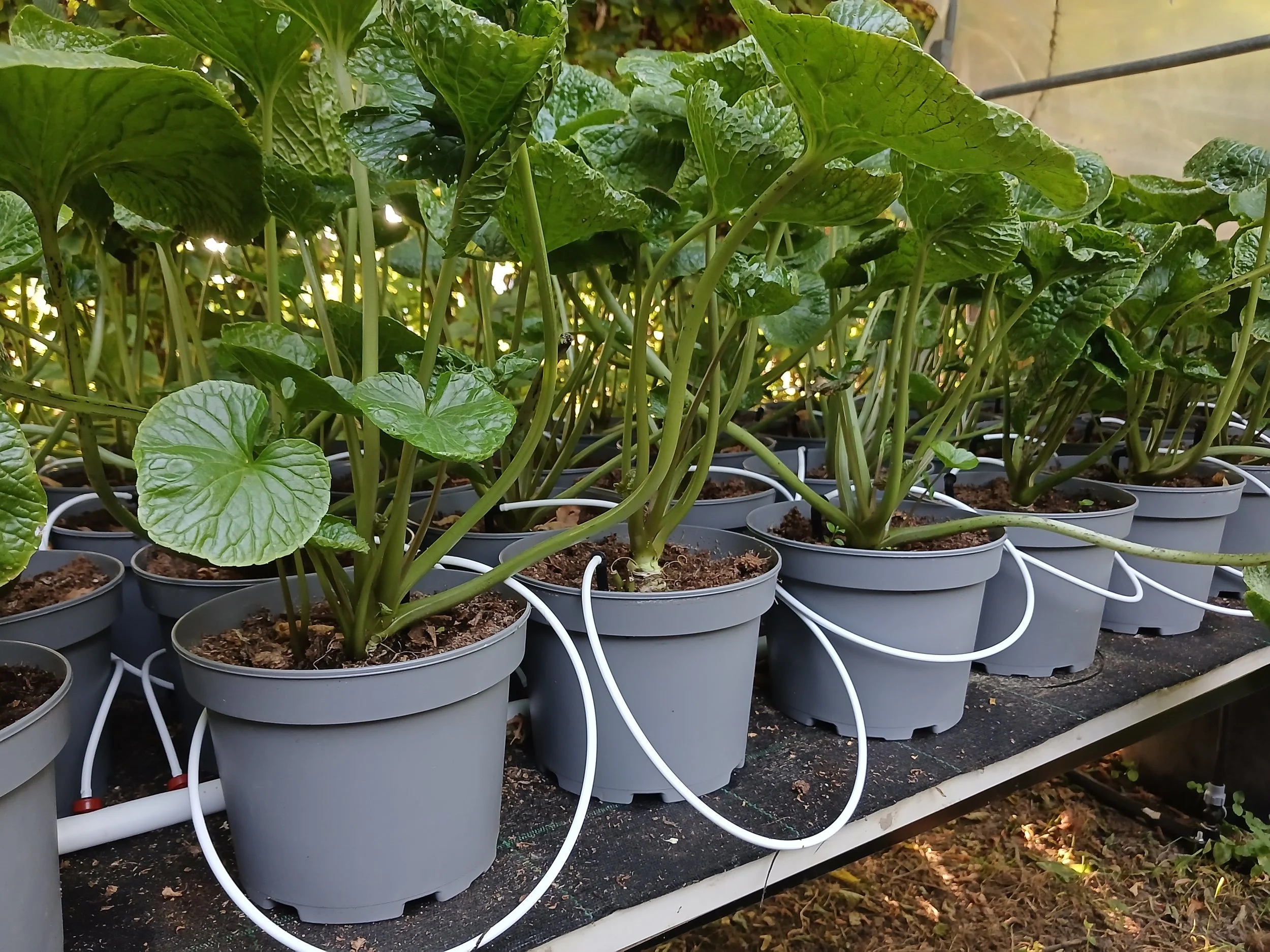 Frische Wasabi-Pflanzen in Töpfen mit Bewässerungssystem im Anbau