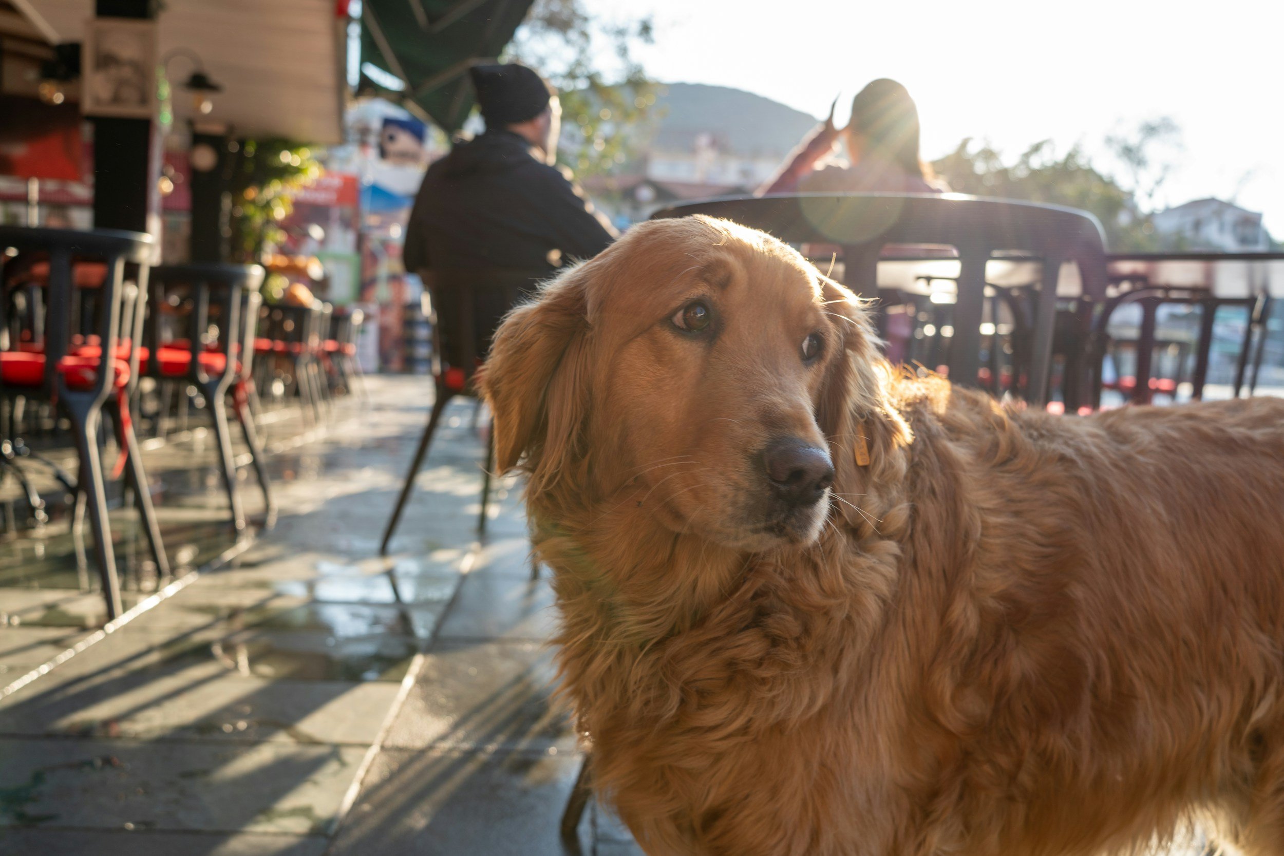 Dog Friendly