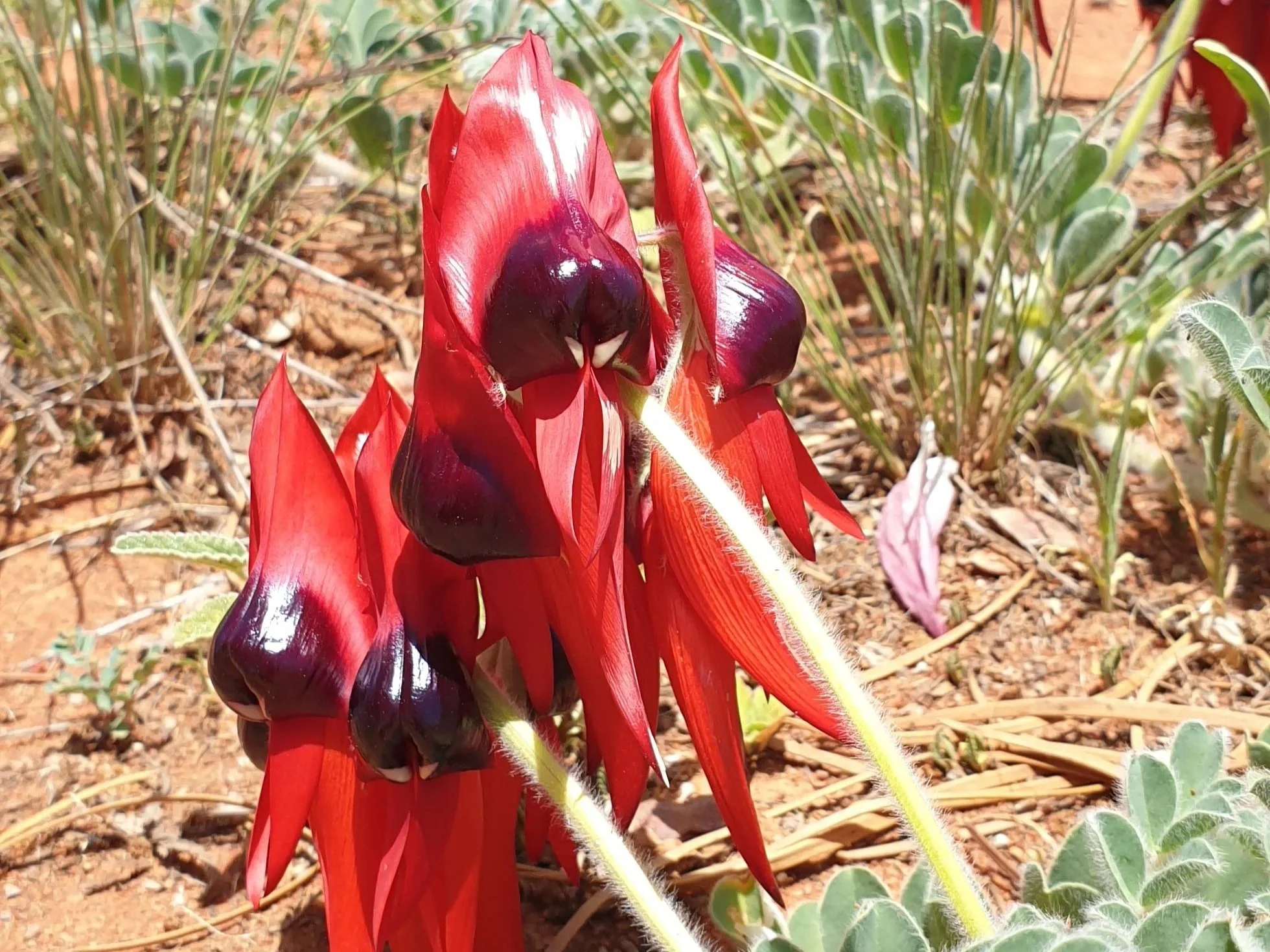 Close-up of a red, purple, and black flowering plant with elongated petals and fuzzy stems, growing in dry soil with scattered green plants in the background.
