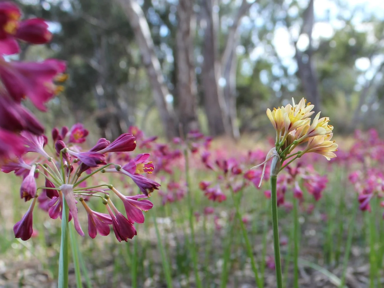 Close-up of pink and yellow wildflowers in a forest