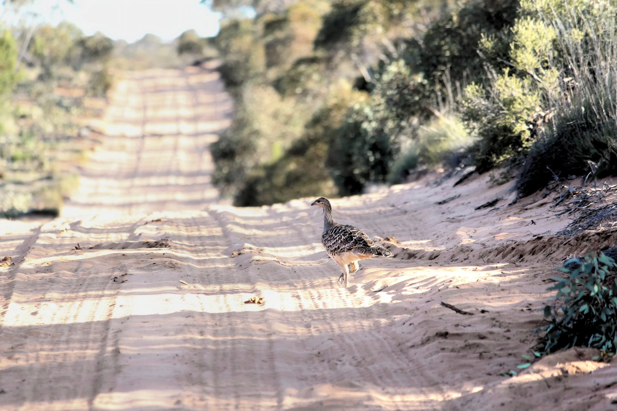 A bird walking on a sandy path surrounded by greenery with shadows cast on the ground.