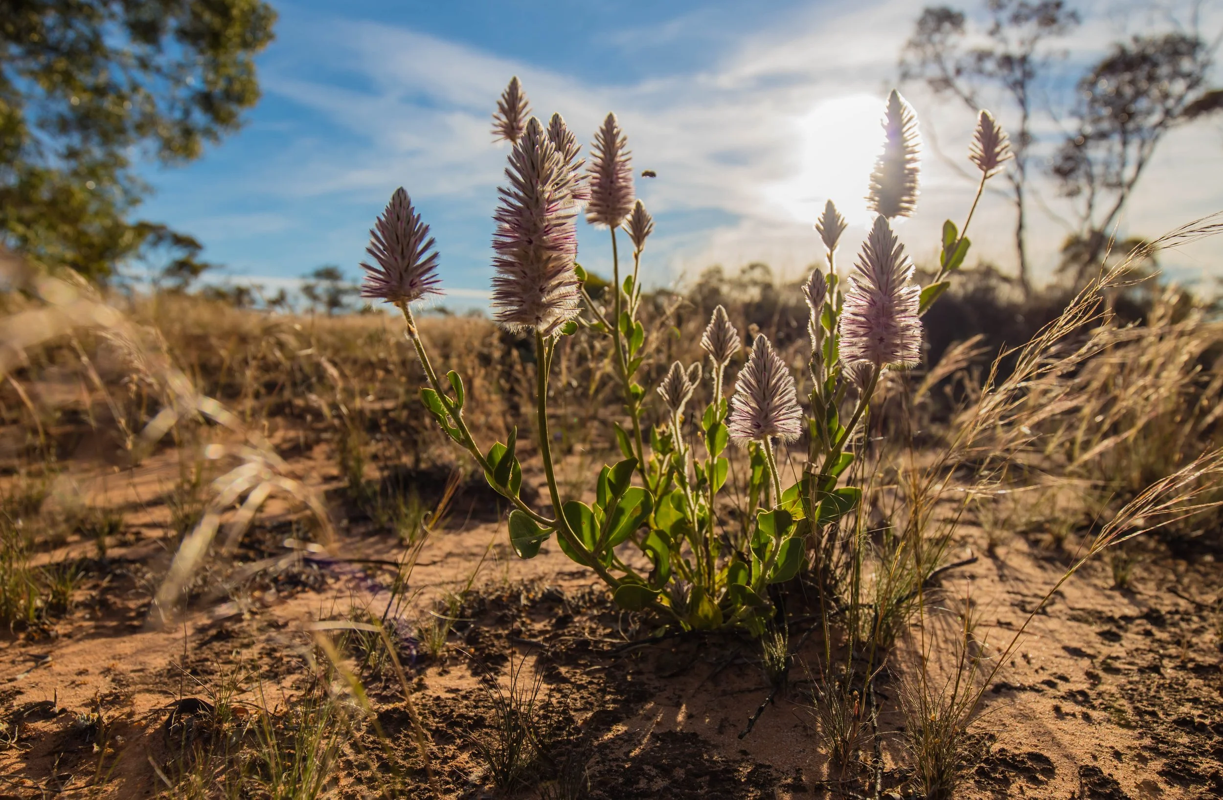 sturt wildflower mulla mulla.jpg