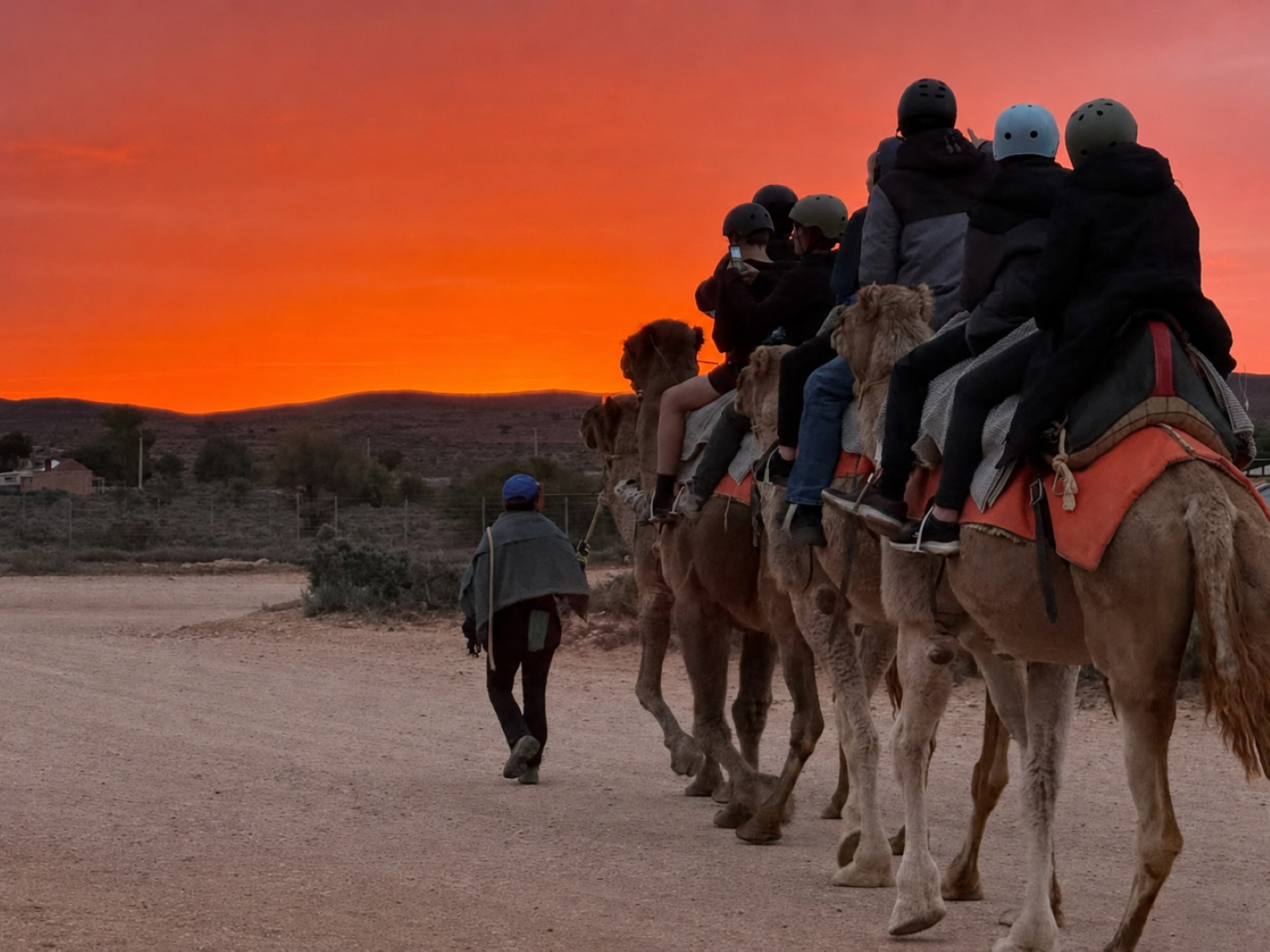 outback nsw camel sunset.png