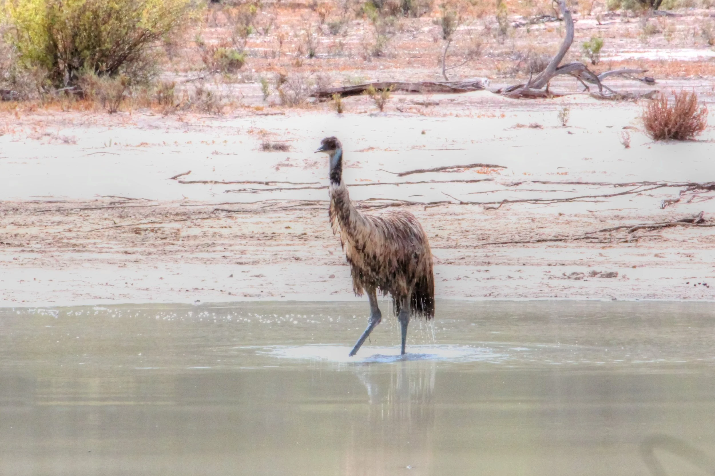 outback lakes emu.jpg